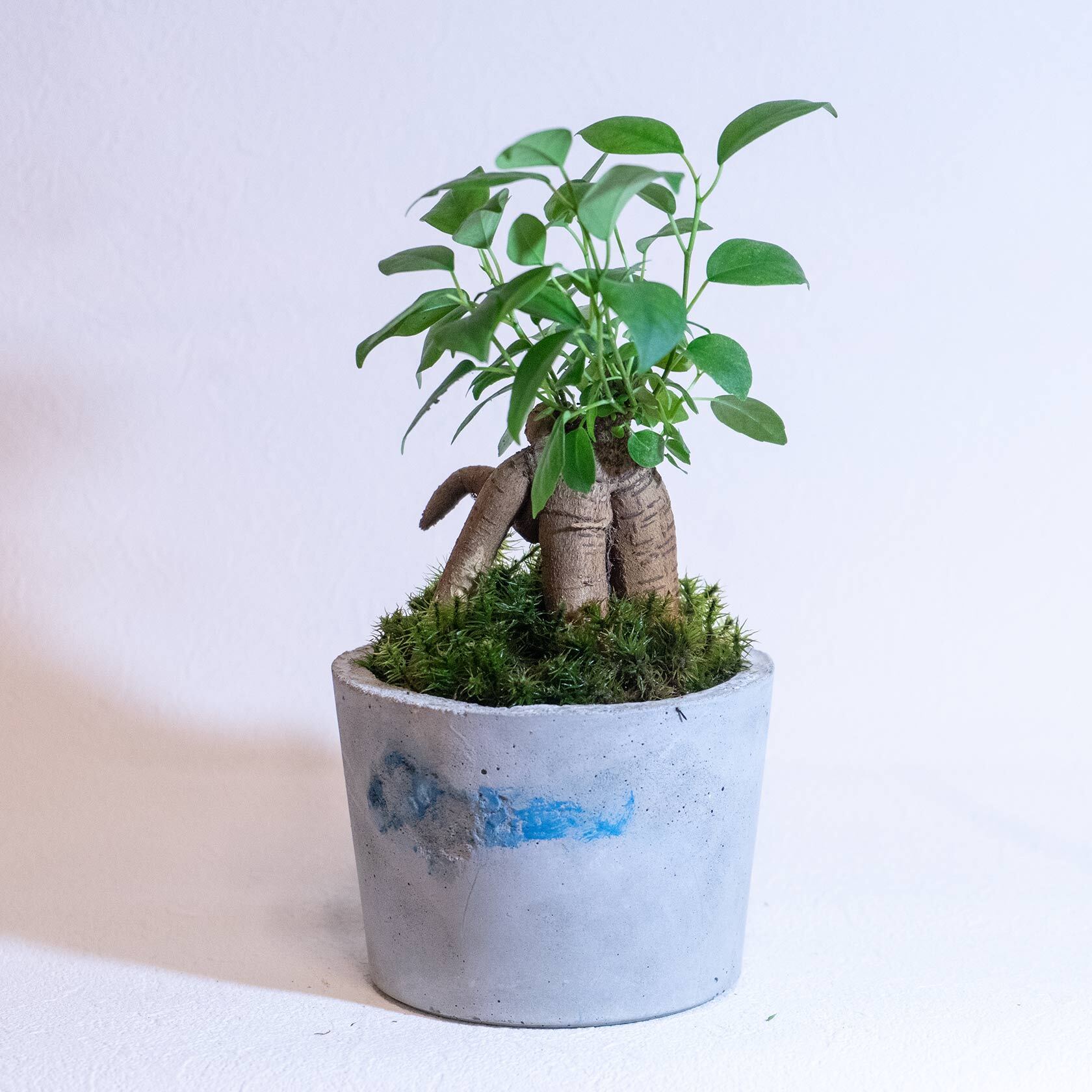 デスクに置ける観葉植物 ガジュマル しっぼ苔の鉢植え ブルーのかすれ模様が入ったモルタル鉢 送料全国一律850円 Paypal決済をご利用の場合はwebブラウザからご注文ください アトモスフィア 苔をあしらった観葉植物や花草 苔玉などの通販