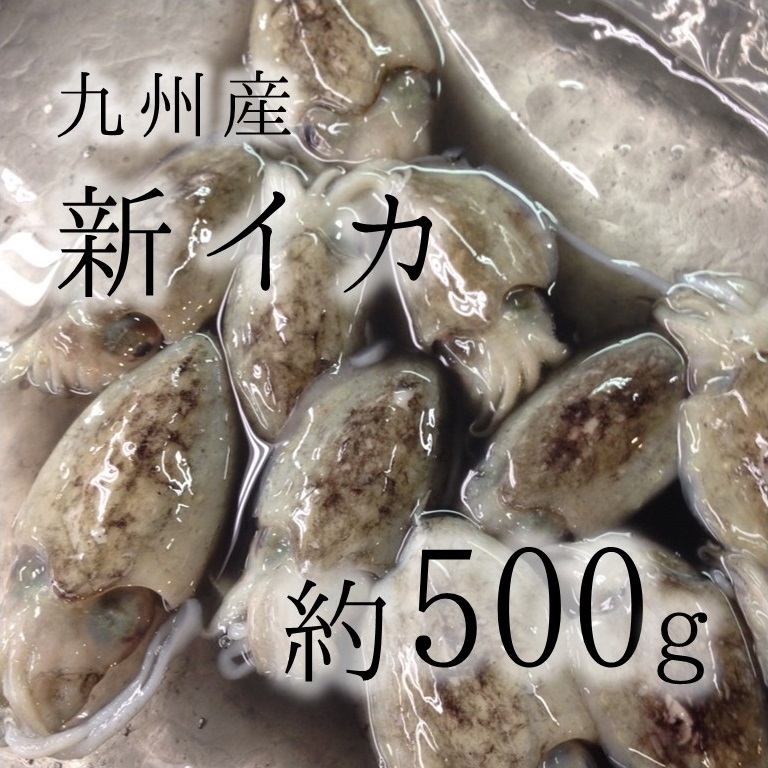 新イカ 鹿児島 熊本産 他 約500g スミイカの子供 墨烏賊 甲イカの子供 新イカ500g 冷蔵 豊洲直送 Okawari 豊洲直送の高級海産物をお届け