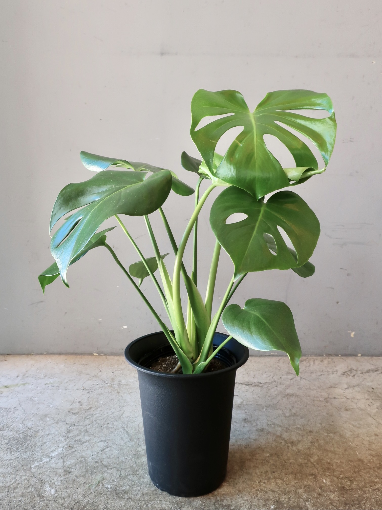 モンステラの鉢植え Hanane On Line