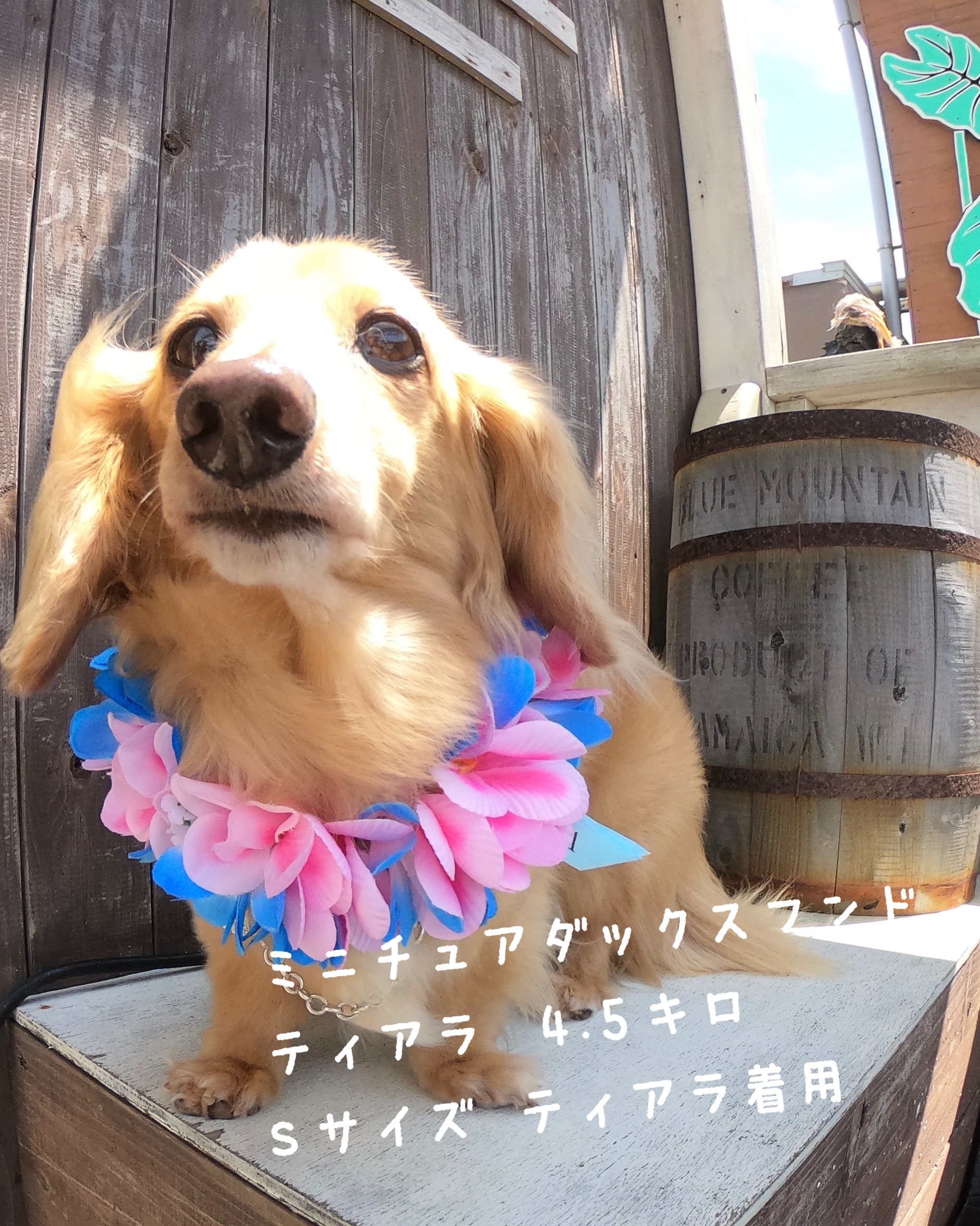 限定ティアラ 小型犬ss ネームいり ティアロハハワイ