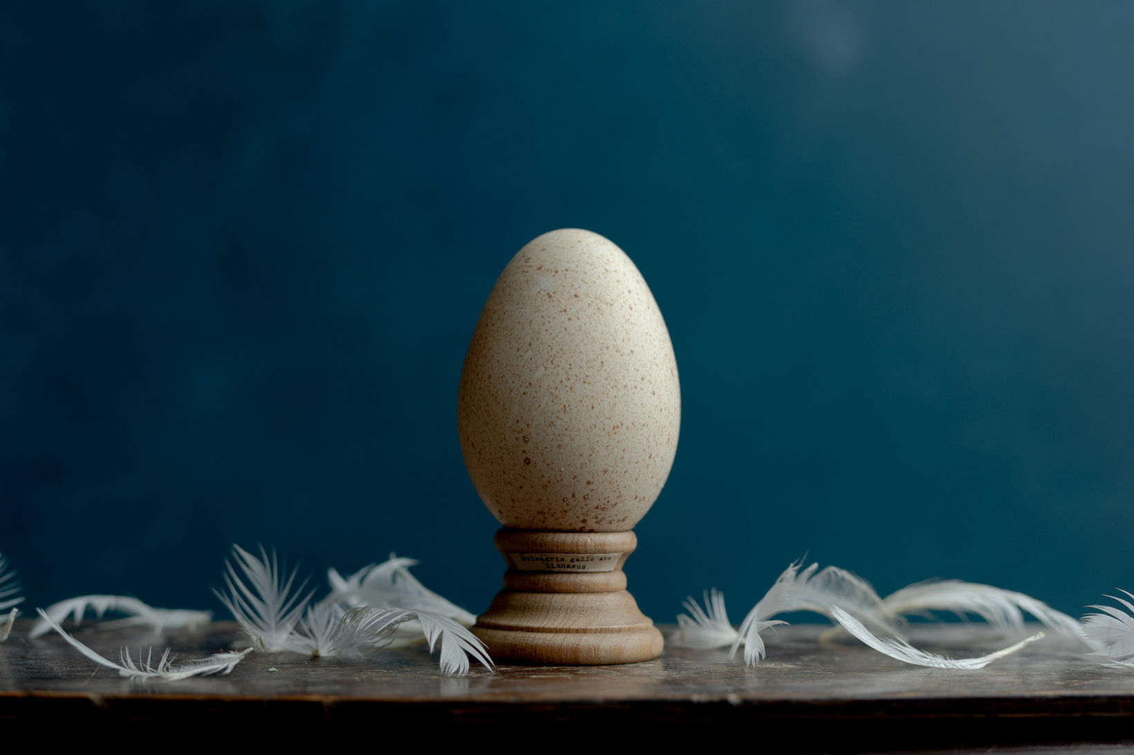 Bird Egg Specimen 七面鳥の卵標本 Atelier De Miomori アトリエ ドゥ ミオモリ