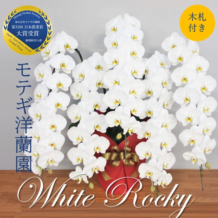 都内限定 胡蝶蘭 お祝い ギフト 就任祝い 退職祝い 栄転祝い 木札付き 大輪 ホワイトロッキー 5本立 4l ラッピング付き 開店 開業 開店 就任 開院 モテギ洋蘭園