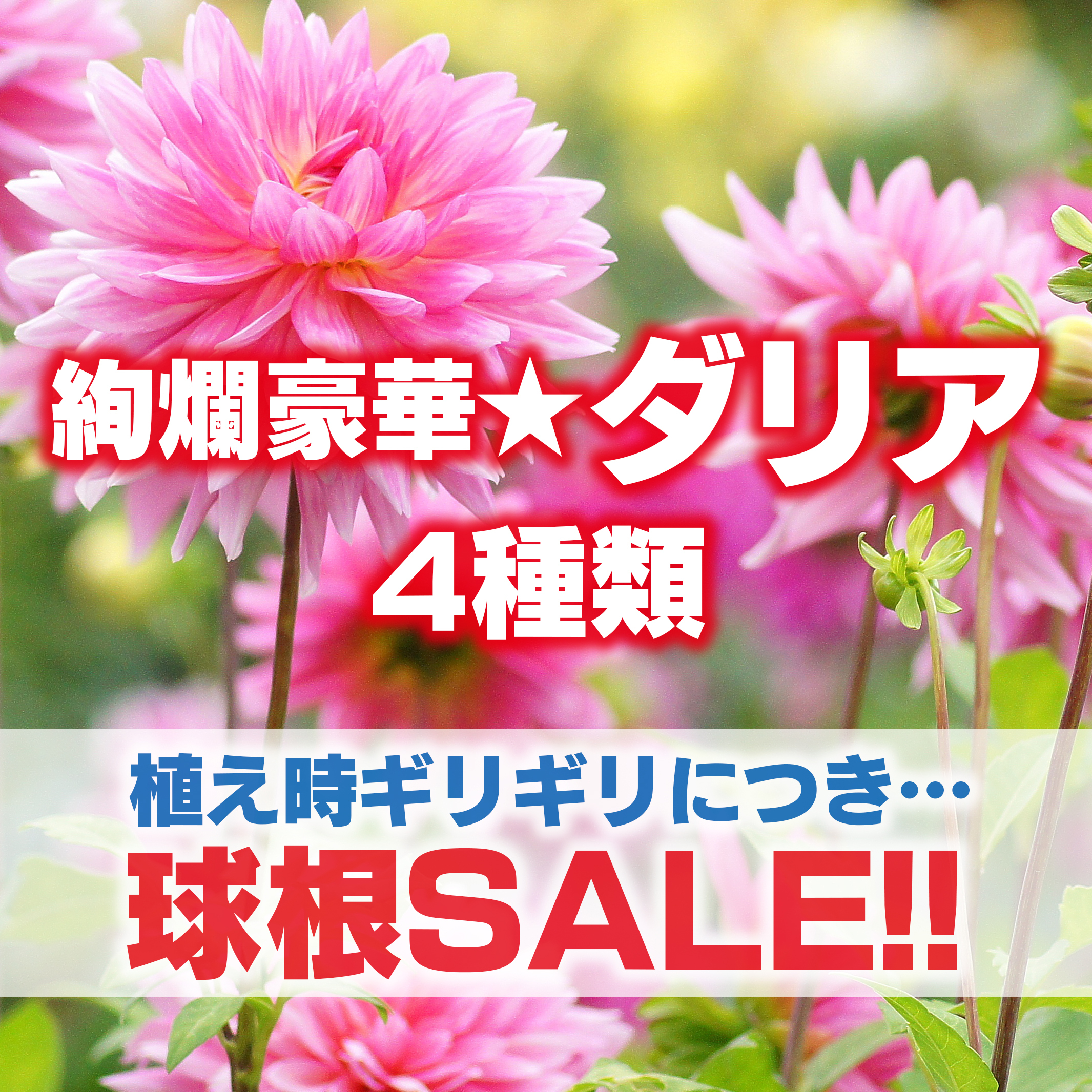 球根sale 絢爛豪華 ダリア ダリアの 球根 4種9球mix 植え時ギリギリなためsale開催 フラワーロス支援 スマイルフラワープロジェクト