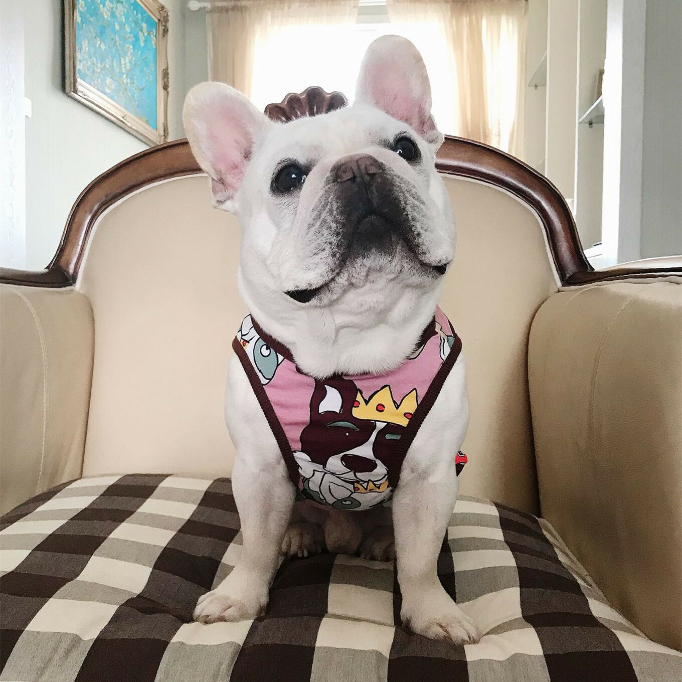 Km035tフレブル タンクトップ フレンチブルドック 犬服 ドックウェア Dearkm フレンチブルドック孔明