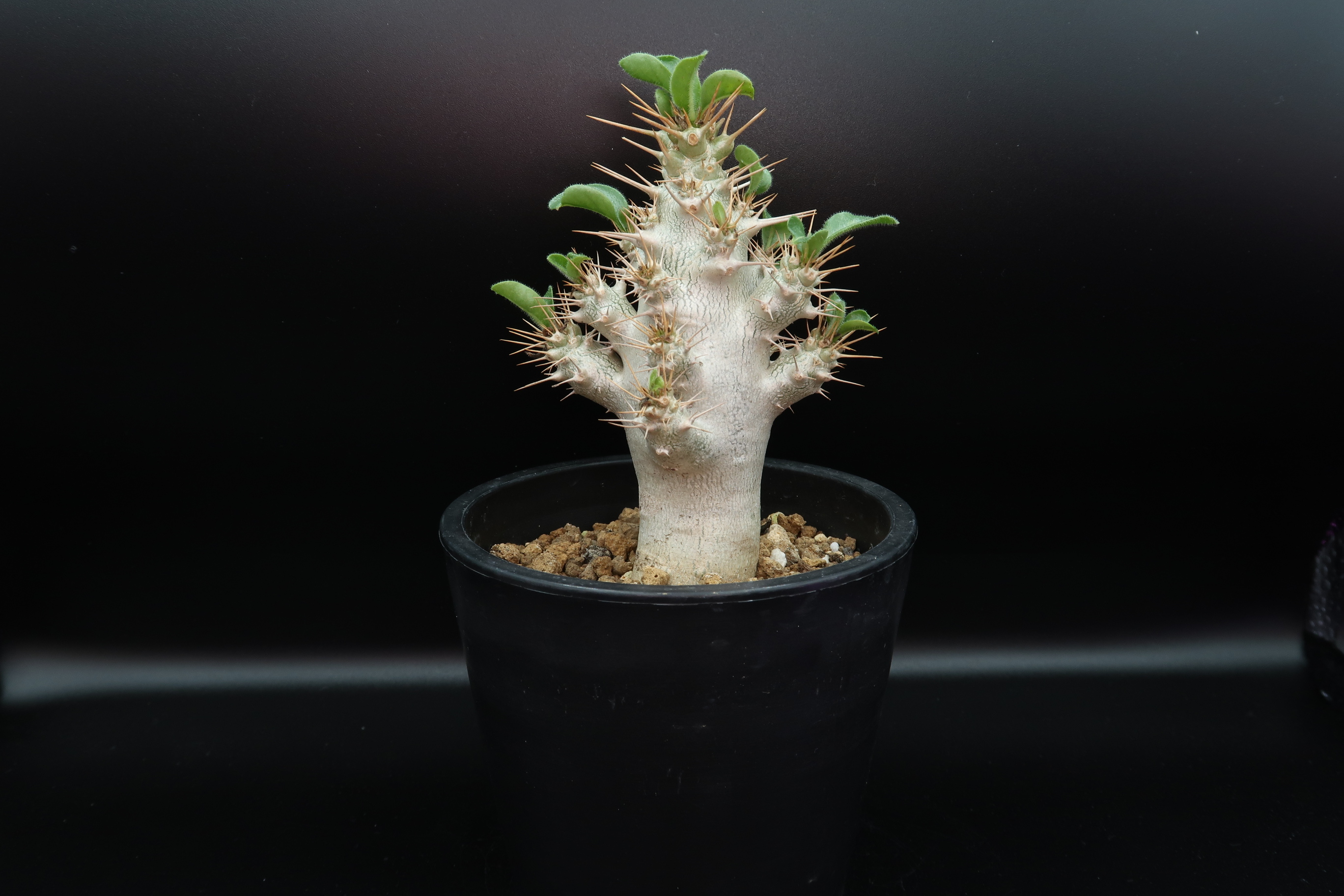 パキポディウム サンデルシー サウンデルシー Pachypodium Saundersii コーデックス 塊根植物 Bios Plants