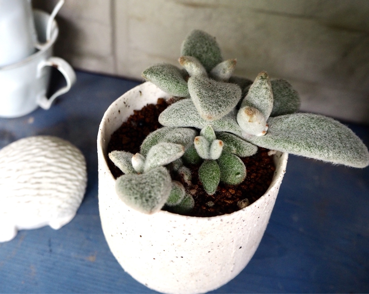 福兎耳 多肉植物デイジーアンドビー