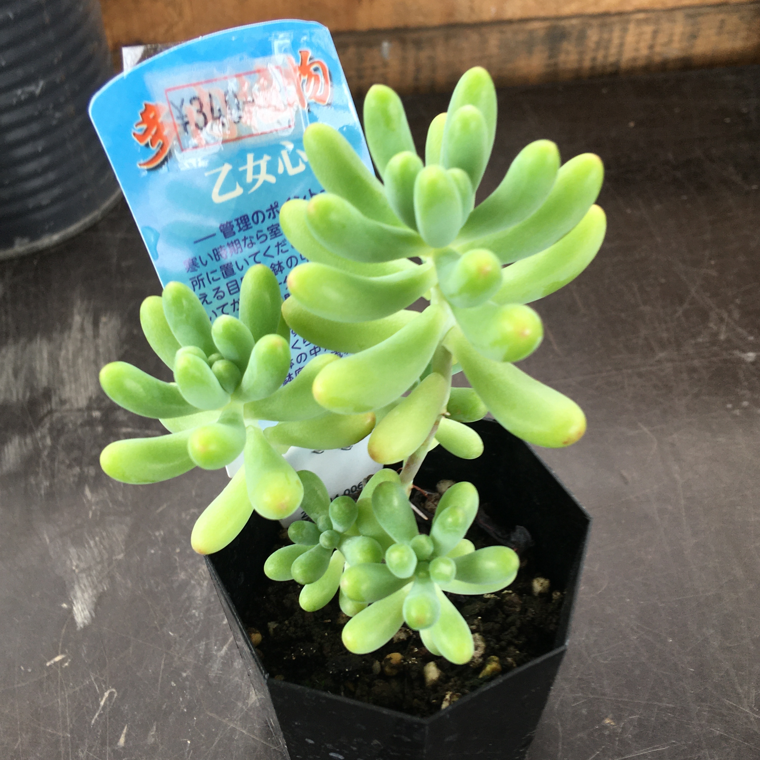 乙女心 Rupo 多肉植物専門店