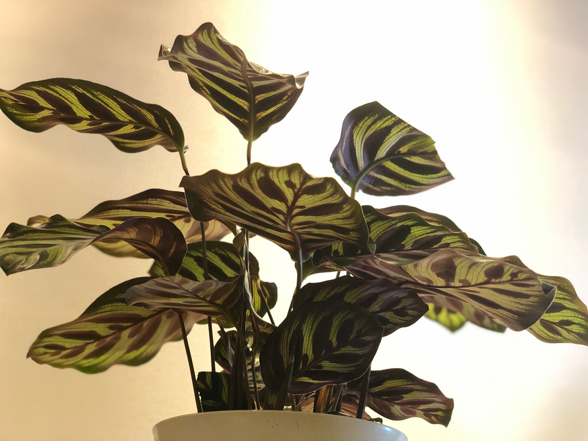 送料無料 カラテア マコヤナ 6号 Hana Pochi