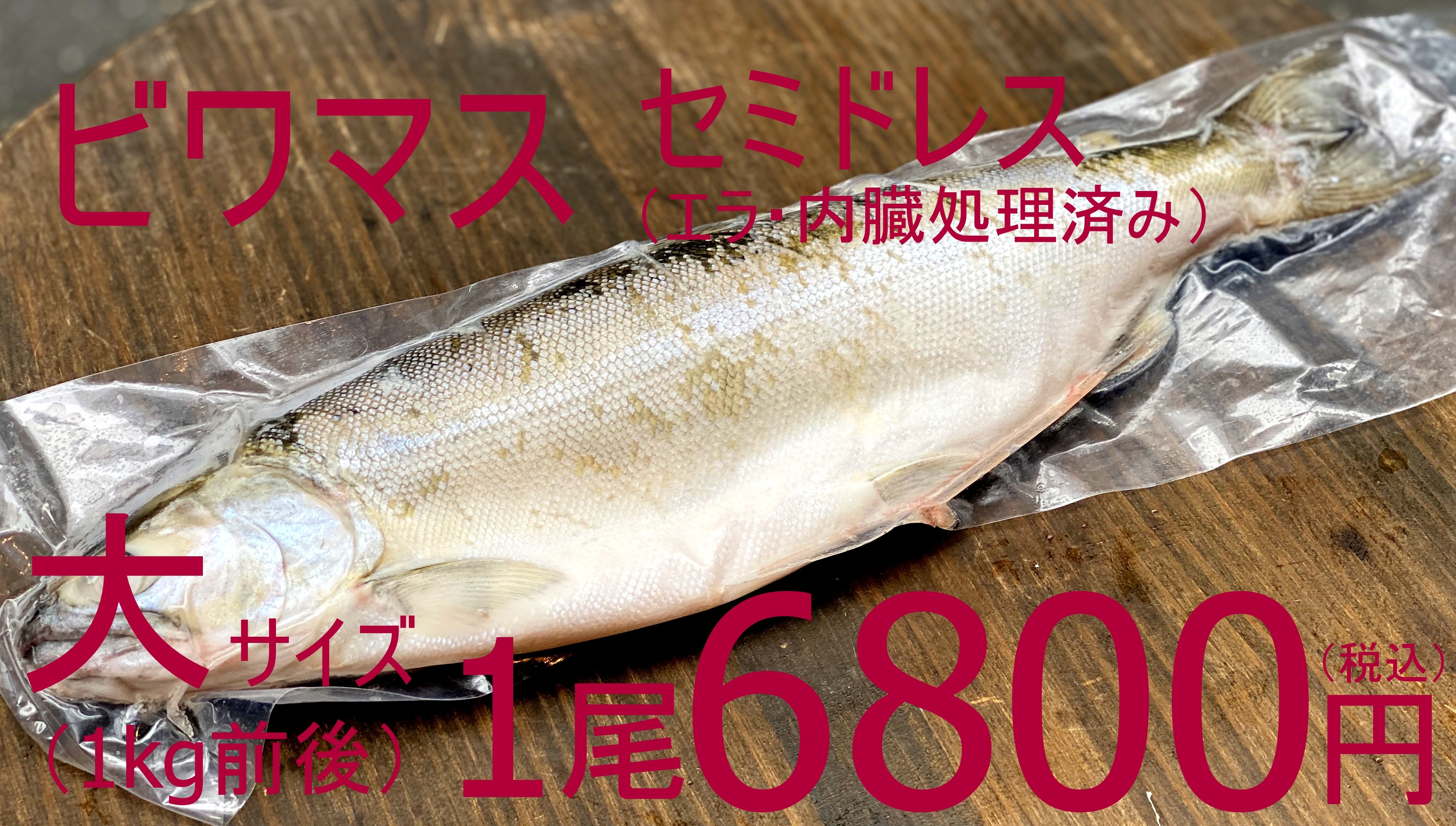 0063 冷凍 超高級魚天然ビワマス お刺身用セミドレス エラ 内臓処理済み 大サイズ 1kg前後 公式 羽田市場 漁師さん応援プロジェクト