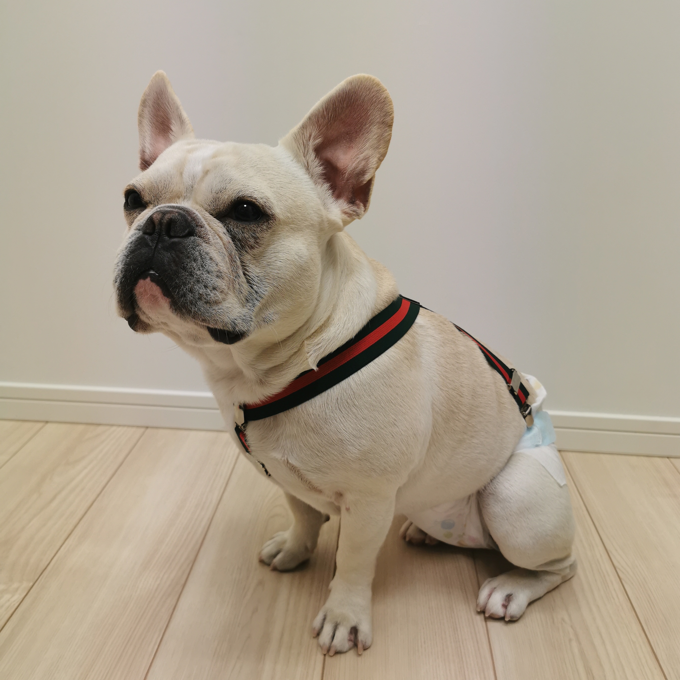 粒 椅子 歩き回る フレンチ ブルドッグ サスペンダー Homeinspectionlasvegas Org