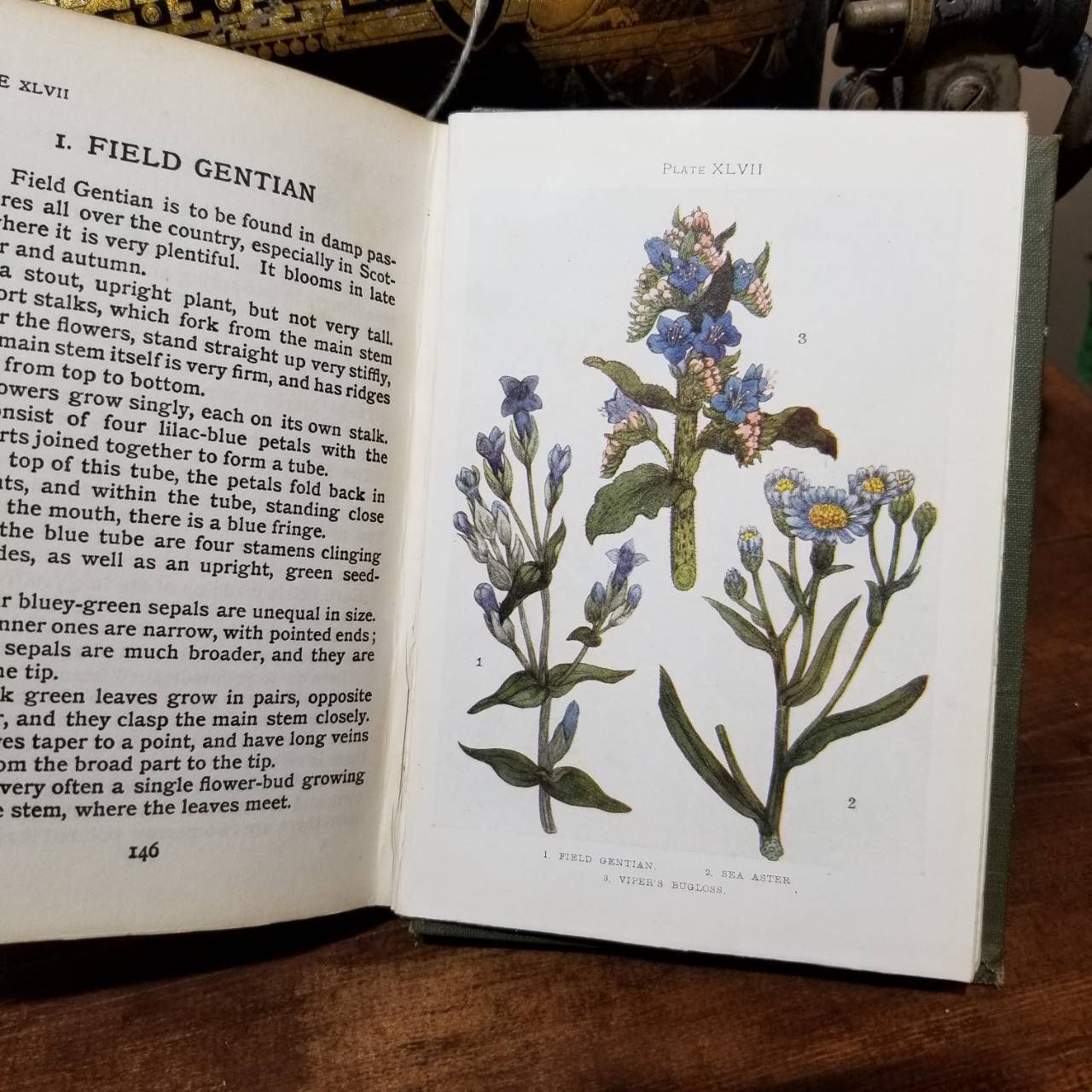 花図鑑 植物図鑑 1910年 アンティークブック 古書 洋書 英国 インテリア 異世界の道具屋 By Alice Blanche