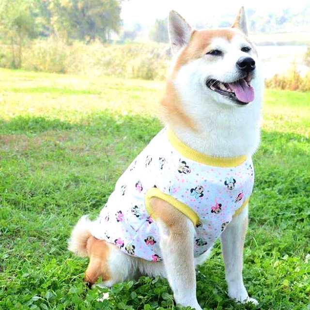 犬服 ペット服 中型犬 大型犬 イエローリブタンクトップ 3xl 9xl Ronkichimaru ロンキチマル かわいい犬服 猫服 ペット服