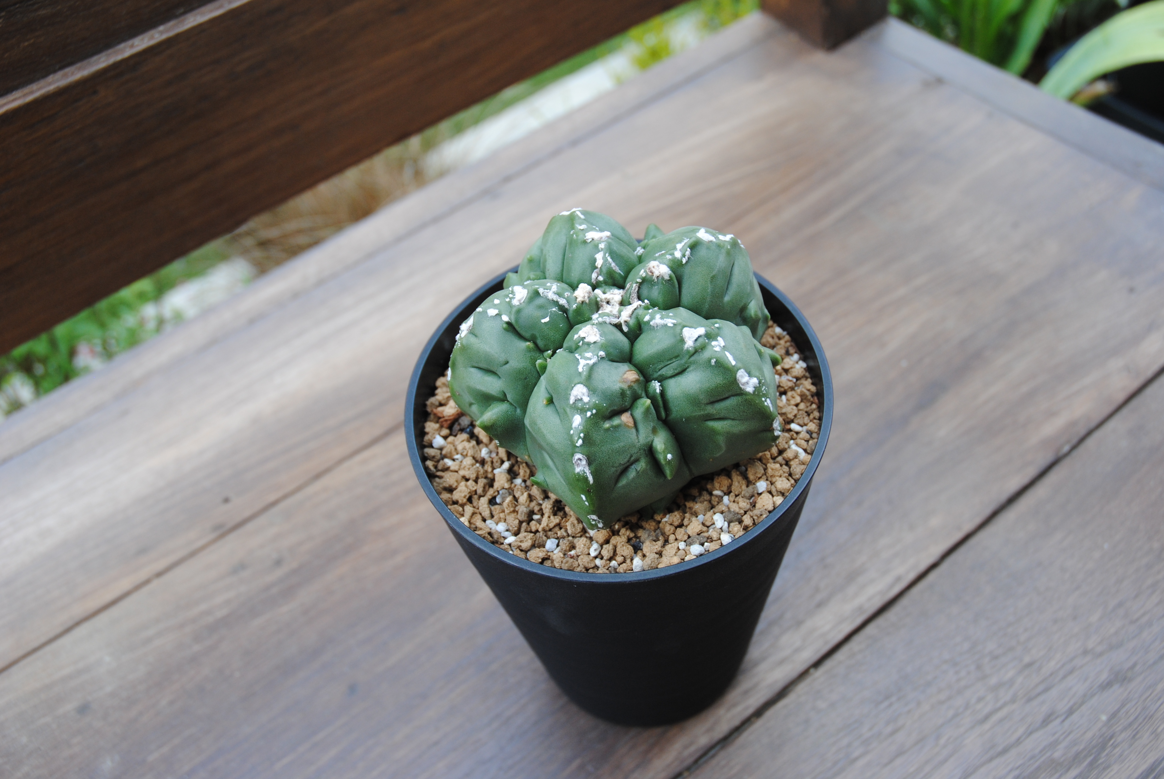 Astrophytum Sp アストロフィツム 亀甲ヘキラン サボテン Plants Maru ー 多肉植物 サボテン 園芸グッズのお店 ー