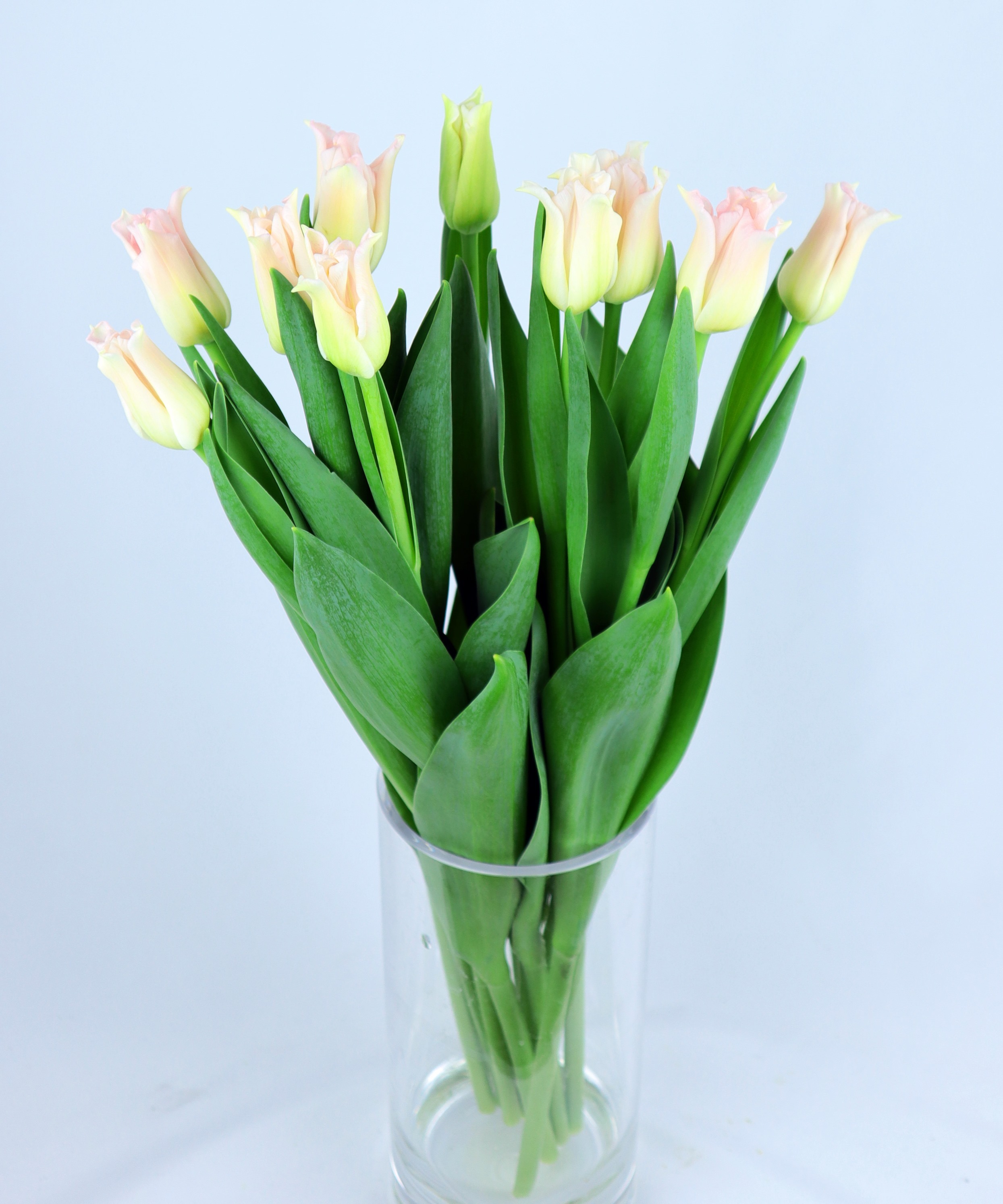 送料無料 クラウン咲きチューリップ ユニークな形 クラウンオブダイナスティ Jp Farmers Com