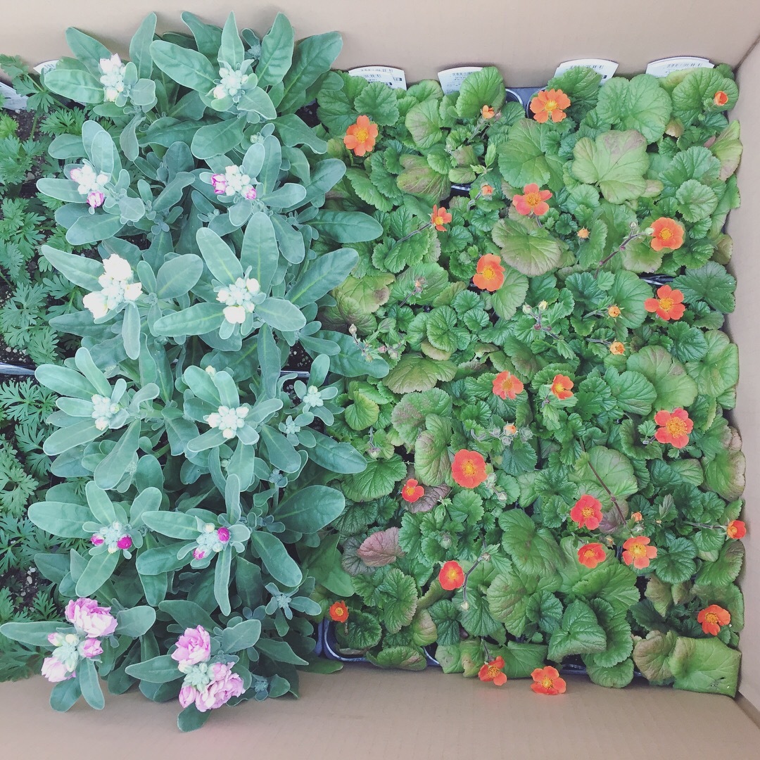 イタリアンパセリ 天空のバラ園 無農薬バラ苗 花苗 クレマチス ハーブ産直販売