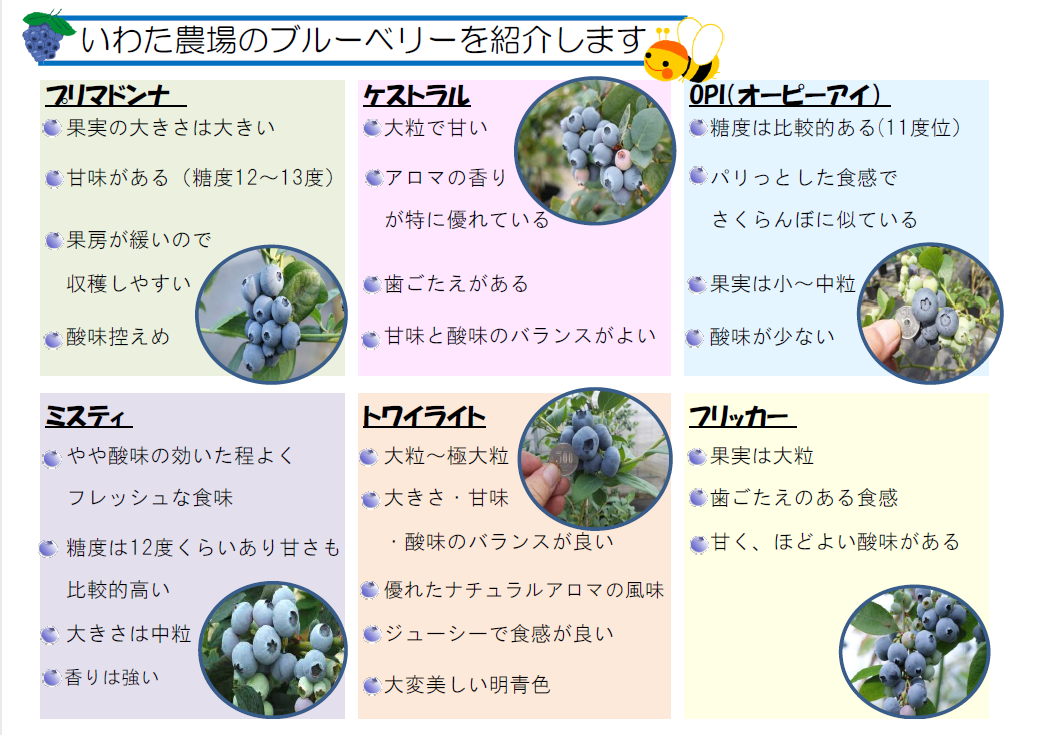 数量限定 500g 食べ比べセット 3品種 ﾌﾞﾙｰﾍﾞﾘｰ生果実 5 31までの販売商品です スマートグリーン