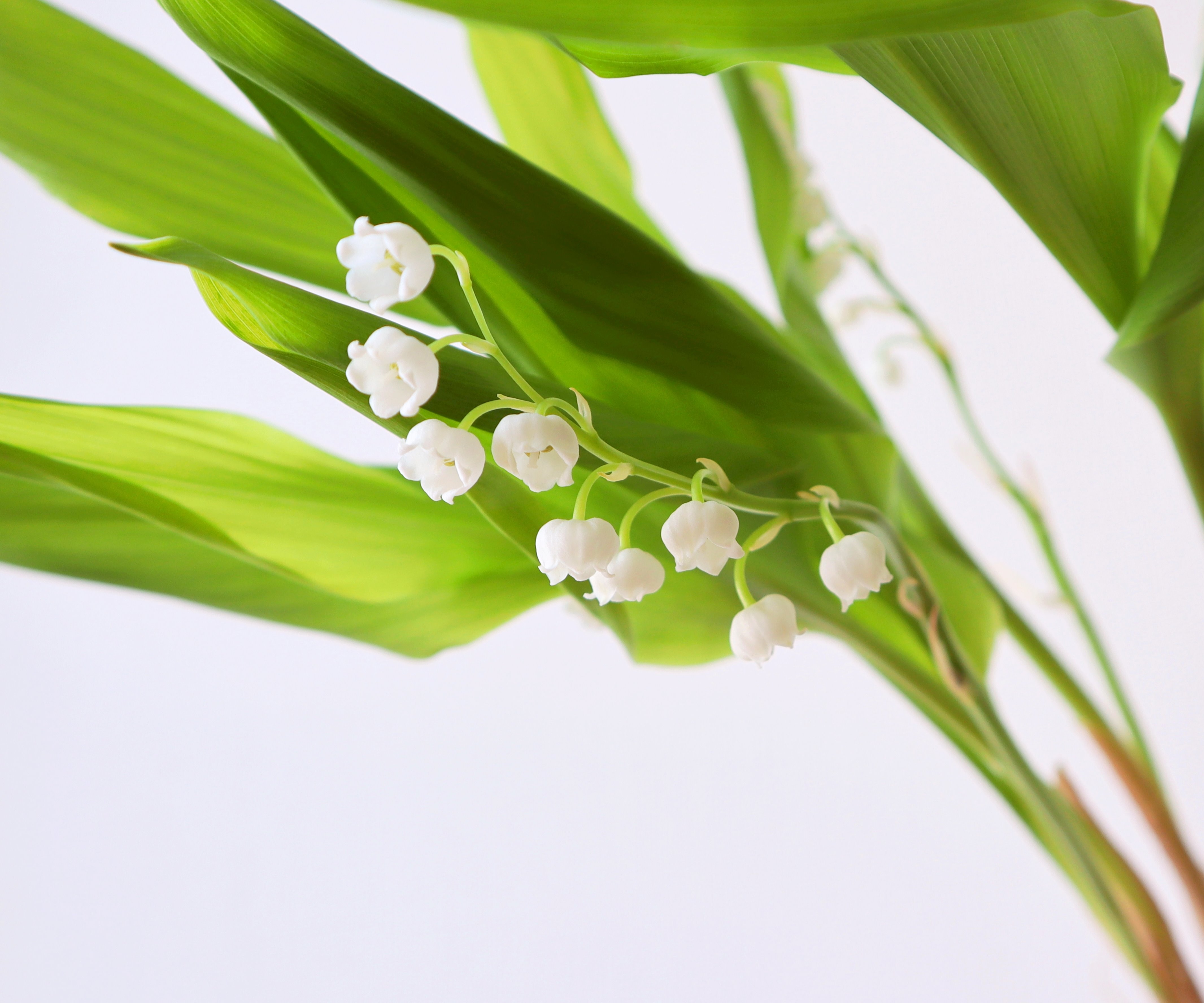 スズランで想いを伝える 5月1日 ミュゲの日 Jour De Muguet Jp Farmers Com