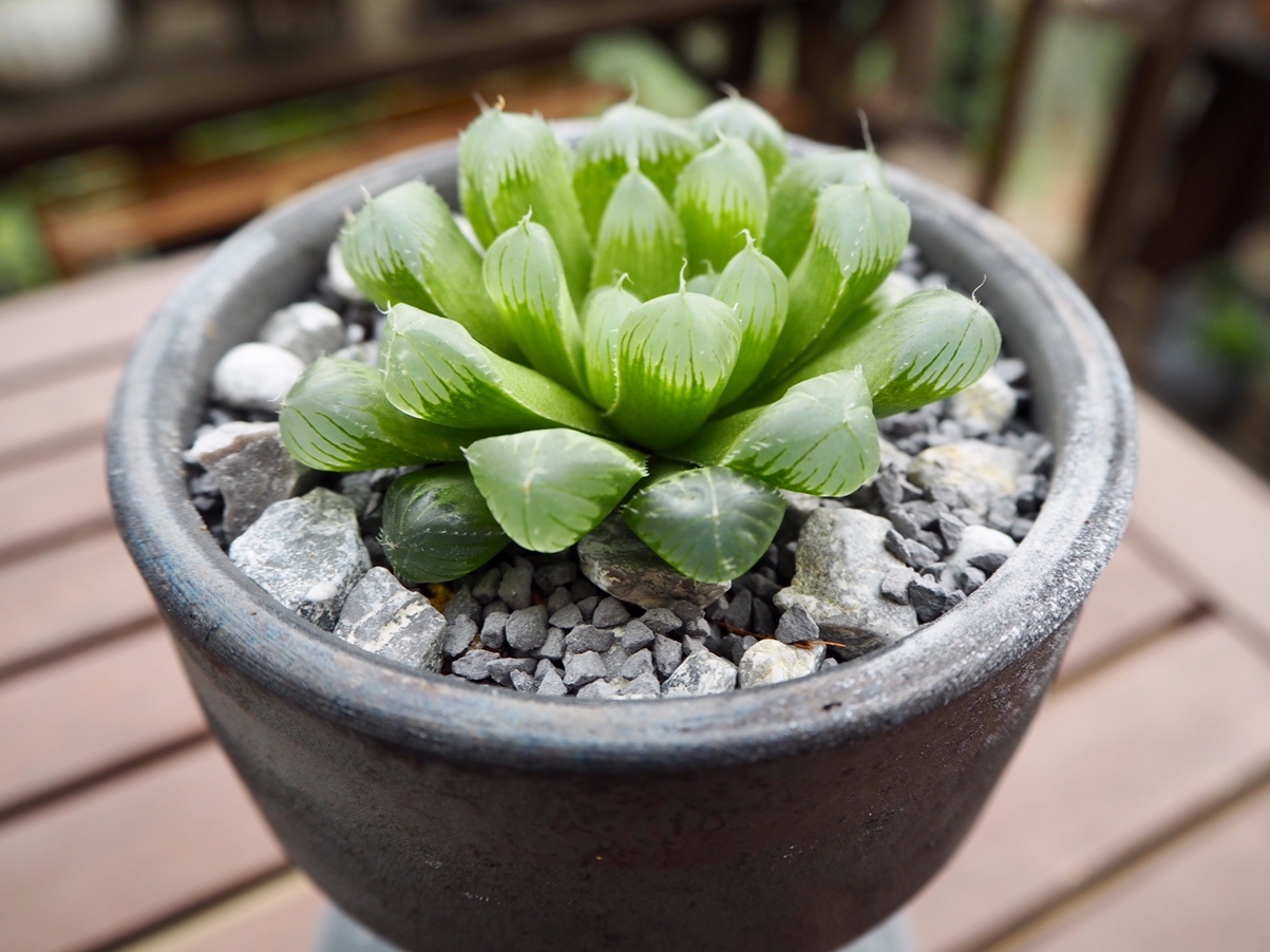 ハオルシア青水晶 多肉植物デイジーアンドビー