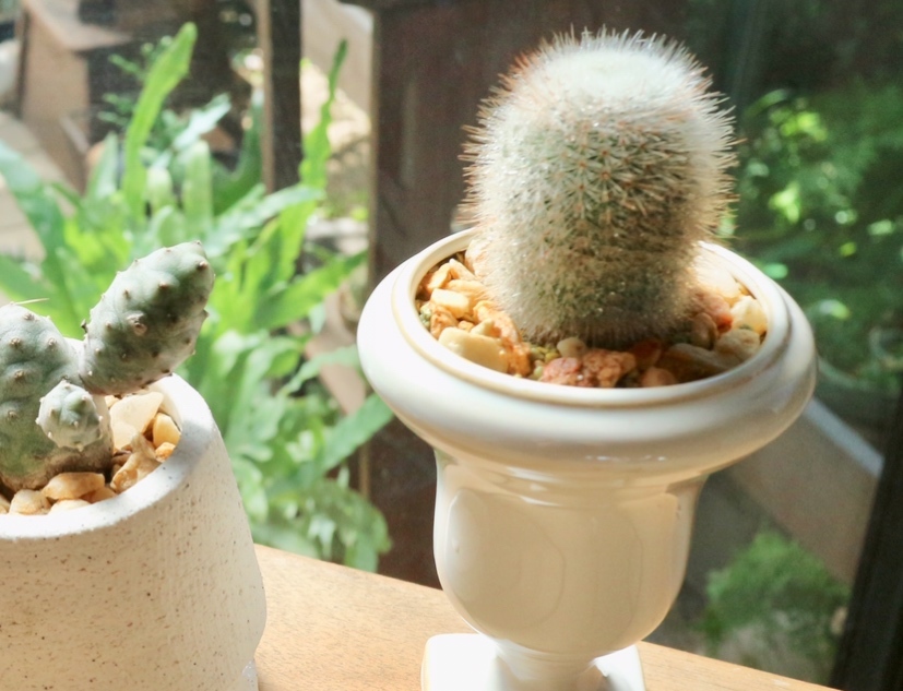 小町 多肉植物デイジーアンドビー