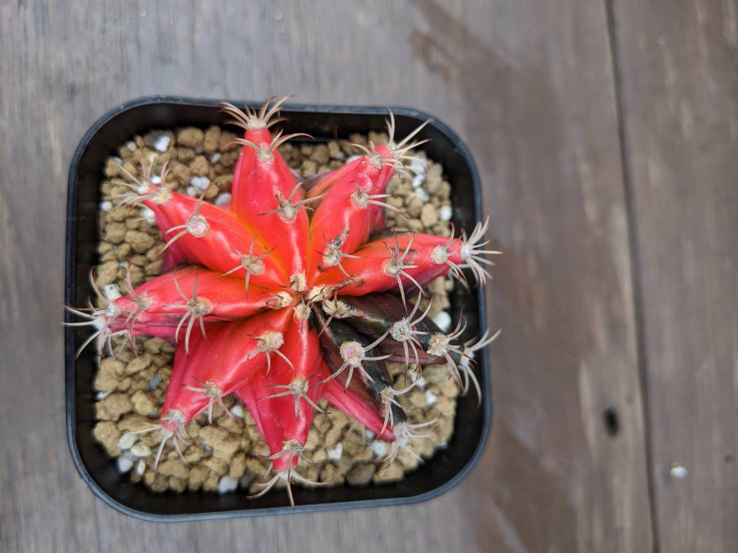 Gymnocalycium Mihanovichii 緋牡丹錦 サボテン Plants Maru ー 多肉植物 サボテン 園芸グッズのお店 ー