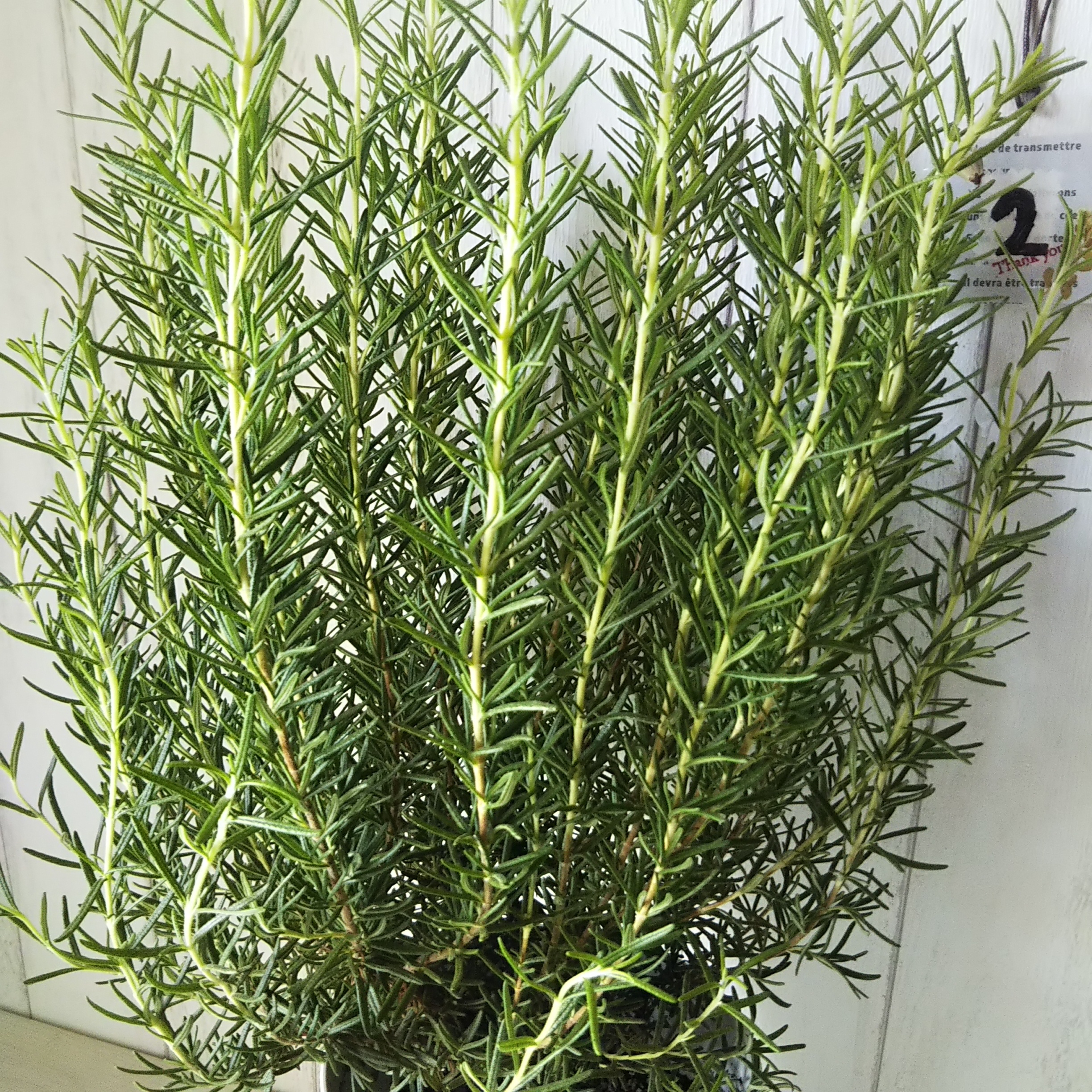 ローズマリー ハーブ マリンブルー 香りに癒される 6号鉢 受皿付 ボリューム Phylicahand