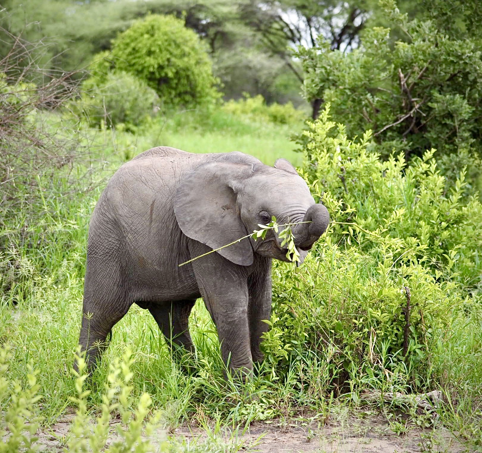 ミニタオル アフリカゾウ Tembo テンボ 野生動物をプリントしたおしゃれな通販サイト マスク オリジナルtシャツ等を販売しています