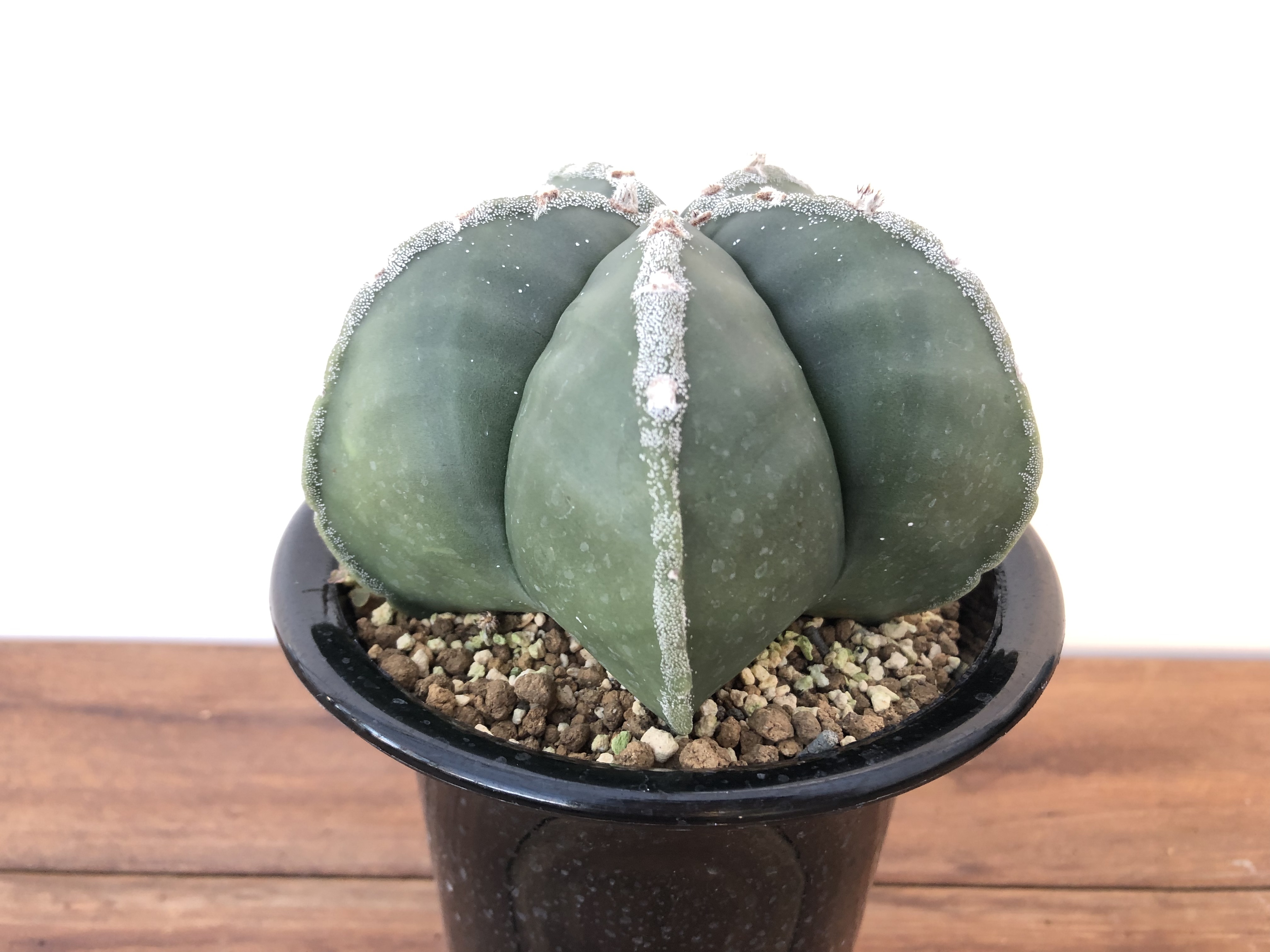 Astrophytum アストロフィツム ランポー玉 朝霧タイプ サボテン Plants Maru ー 多肉植物 サボテン 園芸グッズのお店 ー