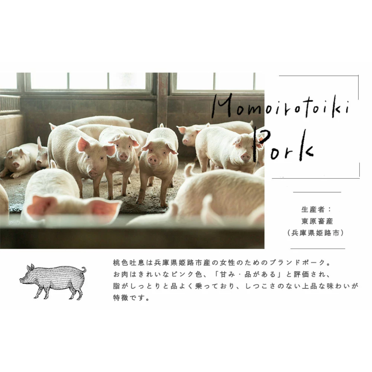 新規openキャンペーン セトレオリジナルカレー食べ比べセット 椚座 くぬぎざ 牛のごろっと牛すじスパイスカレー 桃色吐息ポークのスパイスキーマカレー 各1個 Setreオンラインショップ