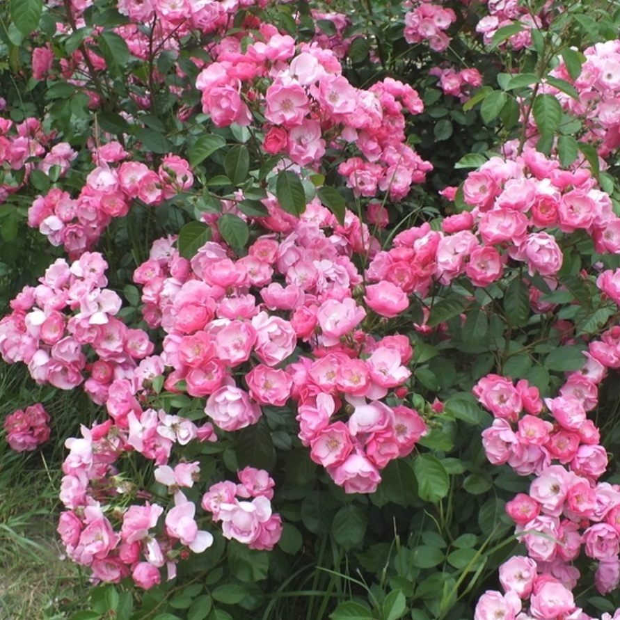 アンジェラ 天空のバラ園 無農薬バラ苗 花苗 クレマチス ハーブ産直販売