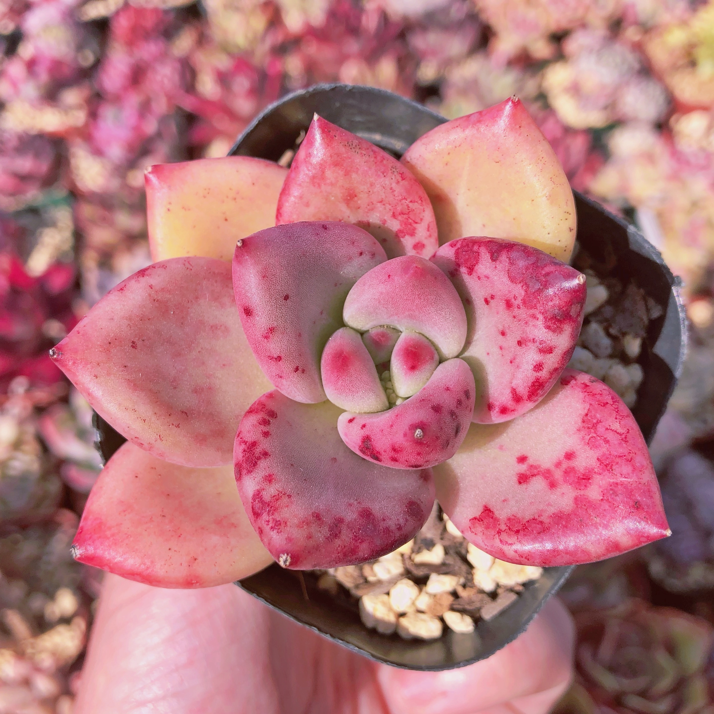 多肉植物 オパリナxピンクシャンペーン 抜き苗 るる農園 多肉植物専門 水曜より順次発送
