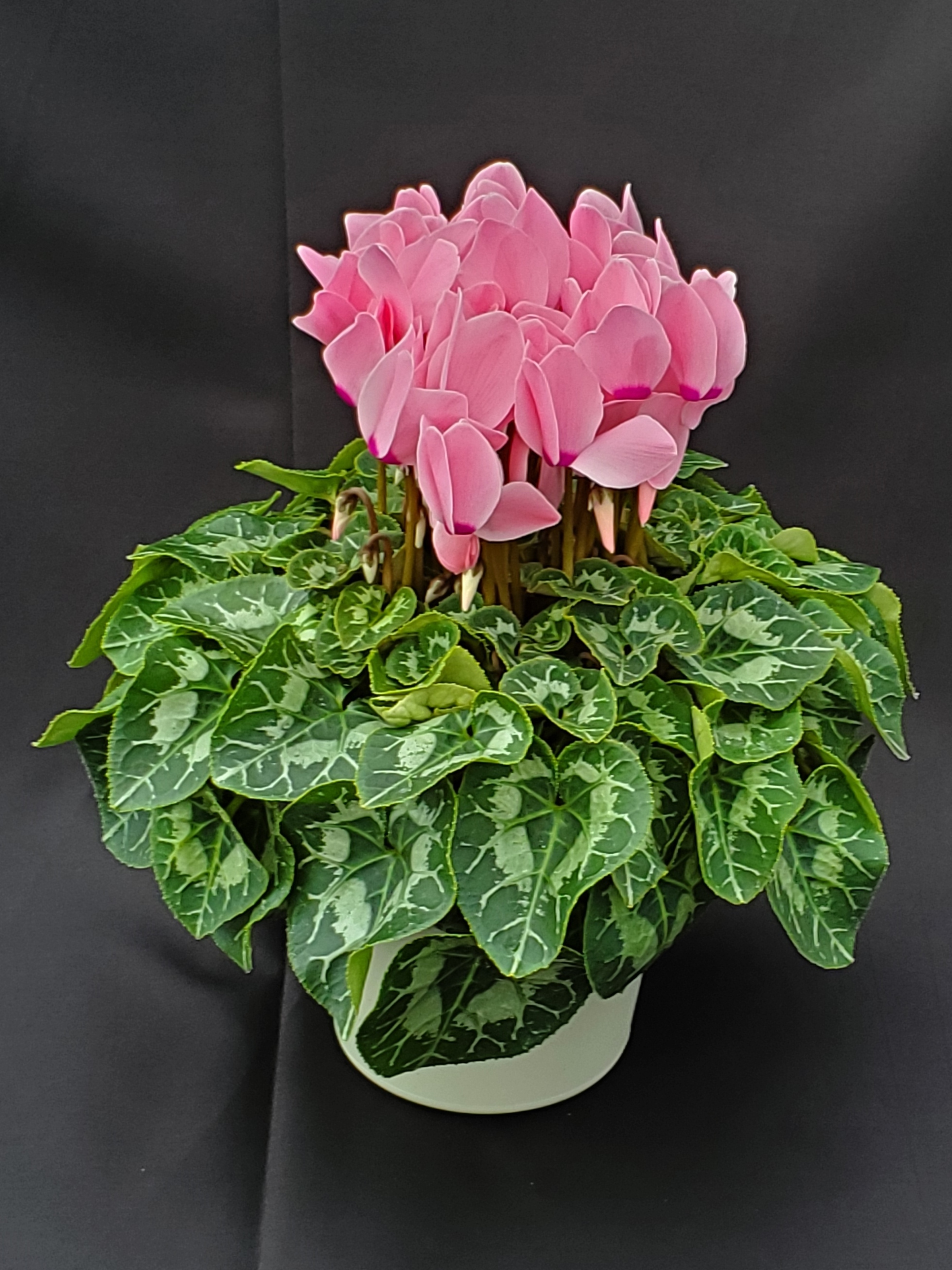 シクラメン ６寸 パステル系 ピンク 送料込 エリアにより加算あり 長谷川園芸