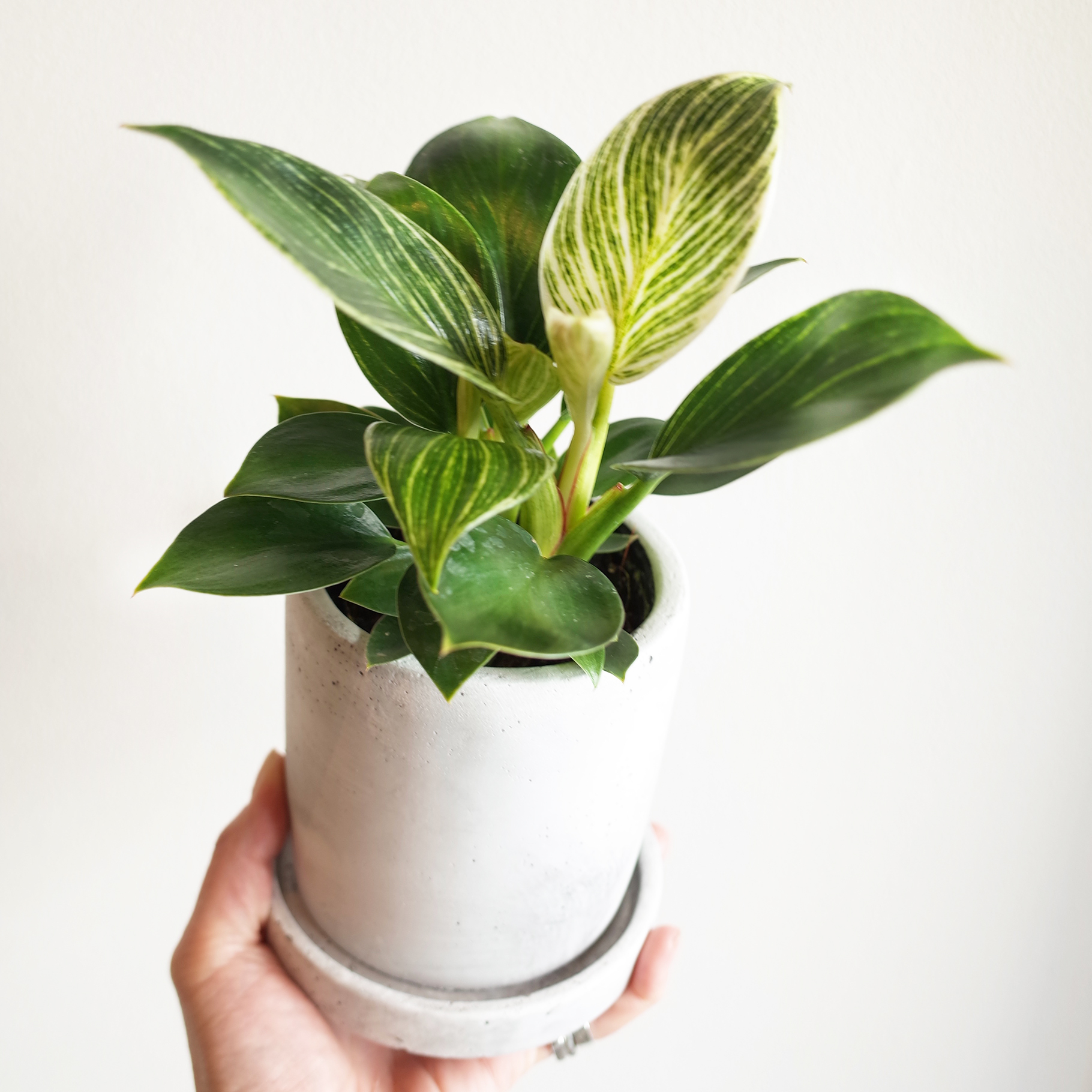 フィロデンドロン バーキン At 1011 アトリエ テンイレブン