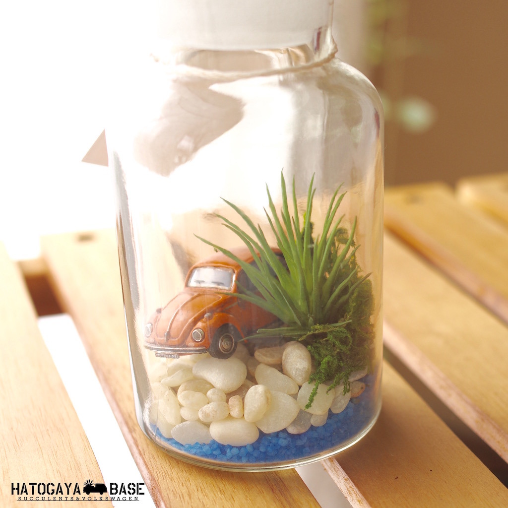 メディカルボトル テラリウムキット ワーゲンビートル エアプランツ造花 Trmt1o01 Hatogaya Base For Succulents And Volkswagen Lovers