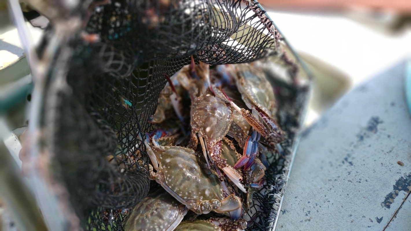 漁師直送 竹崎カニ 小5匹 宗徳丸