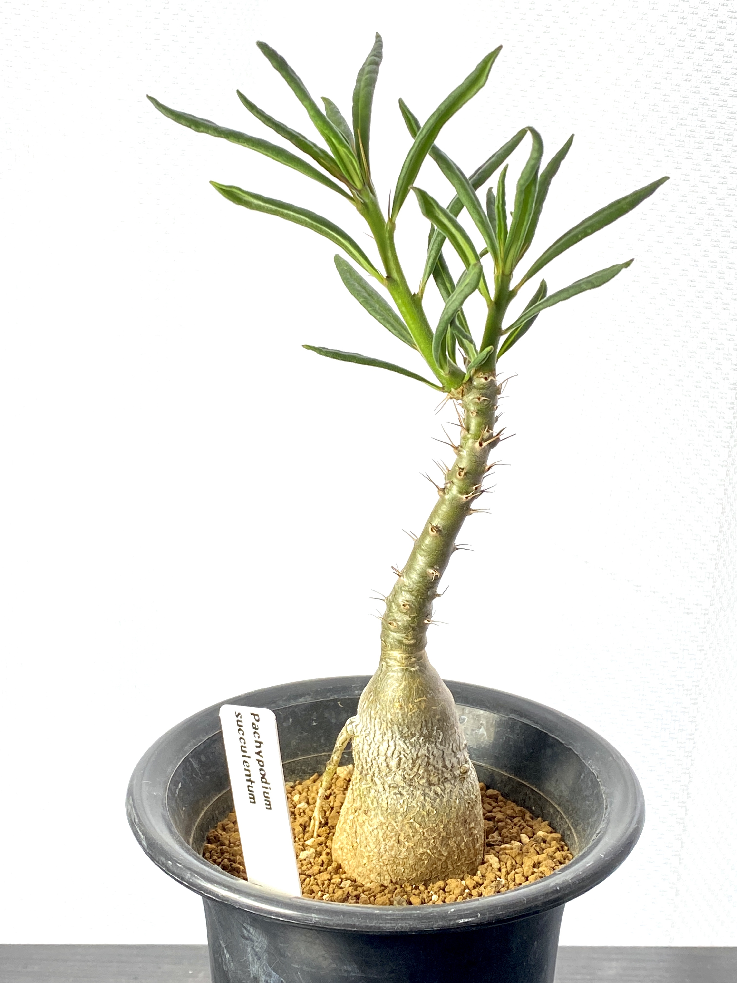 パキポディウム サキュレンタム Pachypodium Succulentum コーデックス 塊根植物 Bios Plants