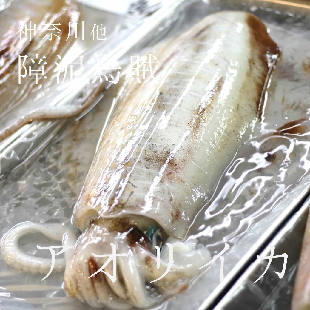 アオリイカ 約１キロ 神奈川 他 豊洲直送 鮮魚 アオリイカ１k 冷蔵 Okawari 豊洲直送の高級海産物をお届け