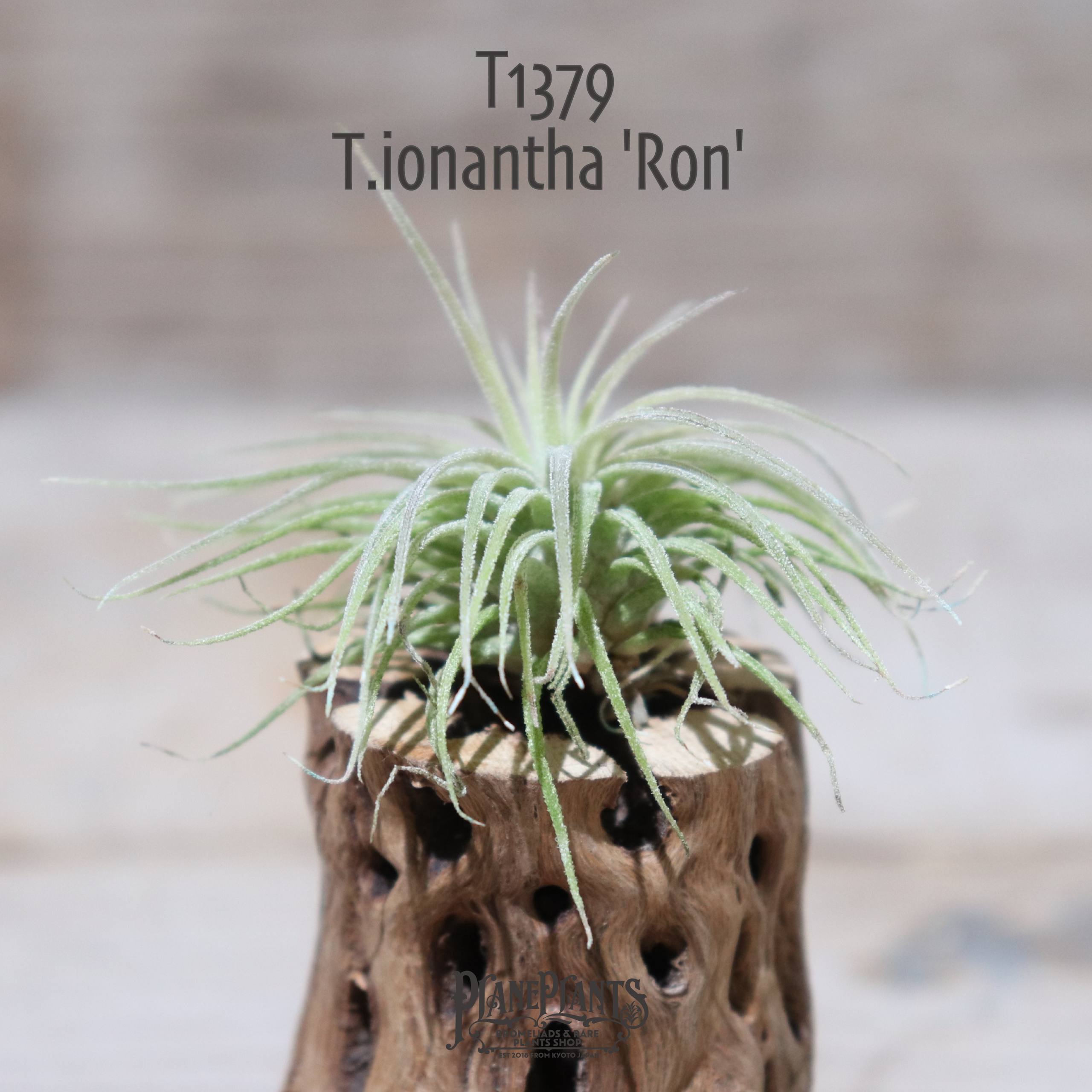 送料無料 Ionantha Ron エアプランツ 現品発送t1379 Plane Plants