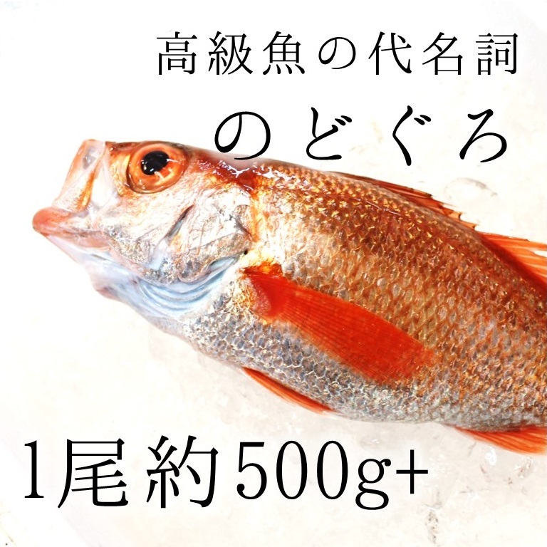 生 のどぐろ 喉黒 赤むつ 大サイズ 豊洲直送 約500 600g 日本海産 鳥取 山口 島根他 アカムツ ギフト お中元 鮮魚 刺身 ノドグロ 生 のどぐろ500 600g 冷蔵 Okawari 豊洲直送の高級海産物をお届け