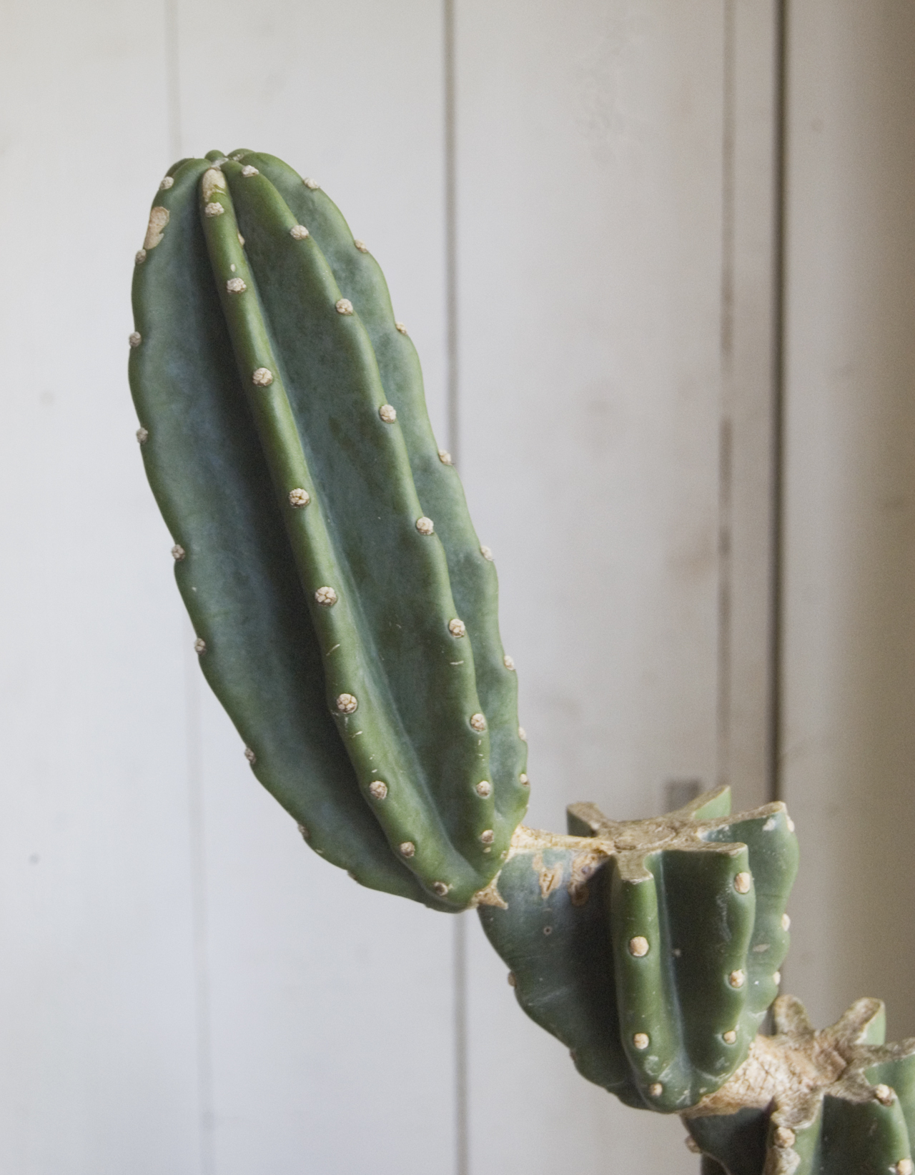 棘なし柱サボテン Neo Green