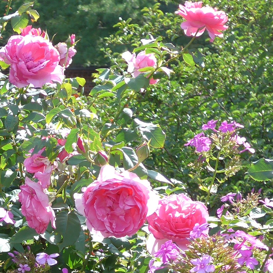 パレード 天空のバラ園 無農薬バラ苗 花苗 クレマチス ハーブ産直販売