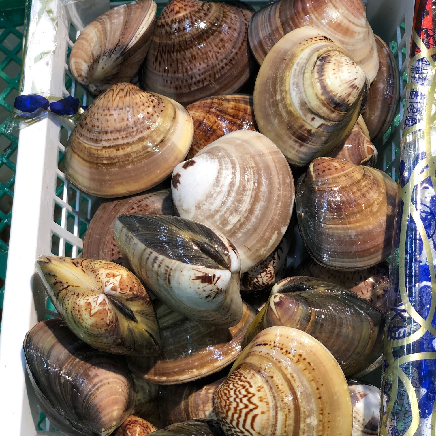 畜養はまぐり 中サイズ 1kg 1個60 70gサイズ 15個前後 ハマグリ 蛤 畜養ハマグリ1k 60 70g 冷蔵 Okawari 豊洲直送の高級海産物をお届け