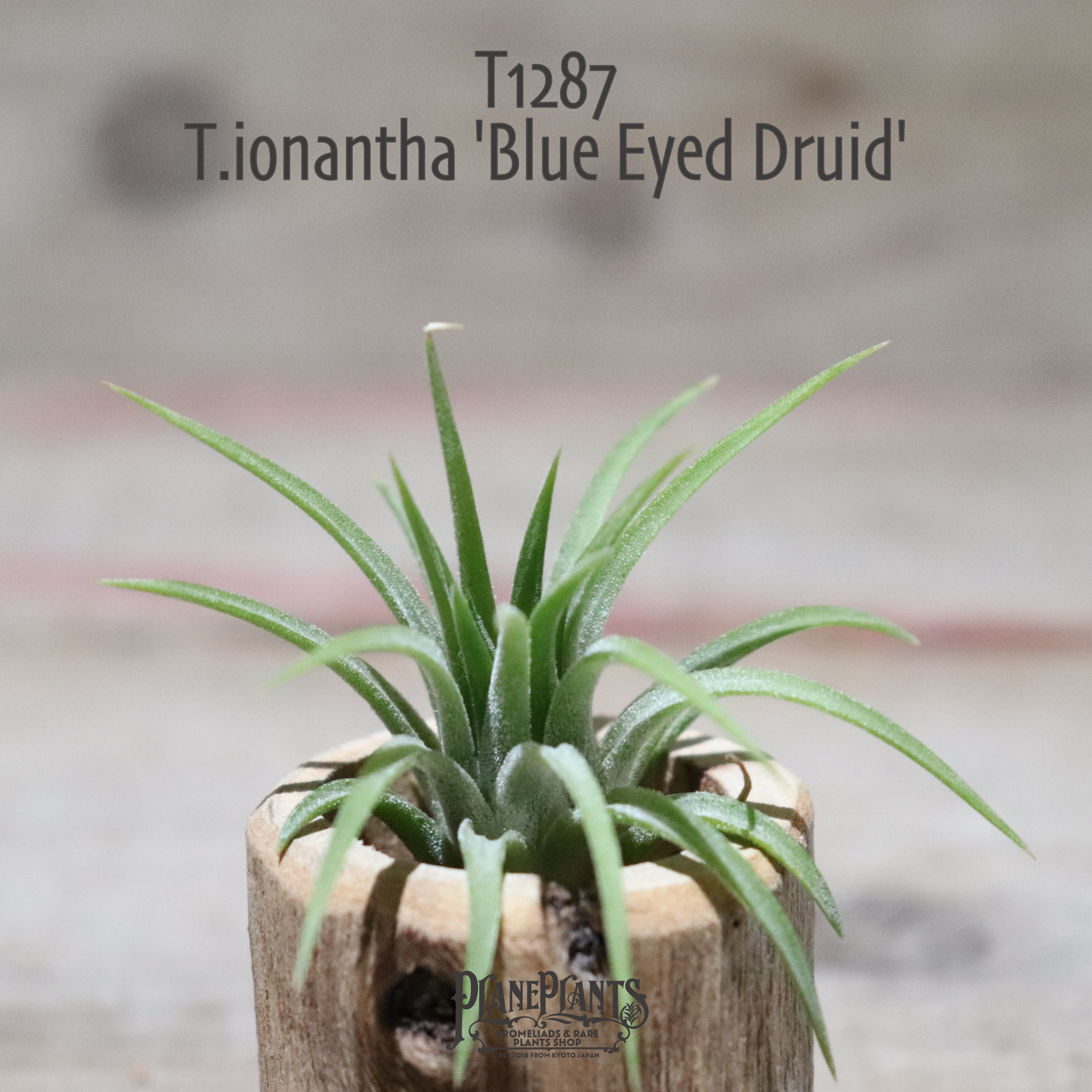 送料無料 Ionantha Blue Eyed Druid エアプランツ 現品発送t1287 Plane Plants
