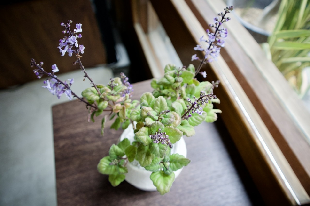 プレクトランサス エルンスティー くるみどり