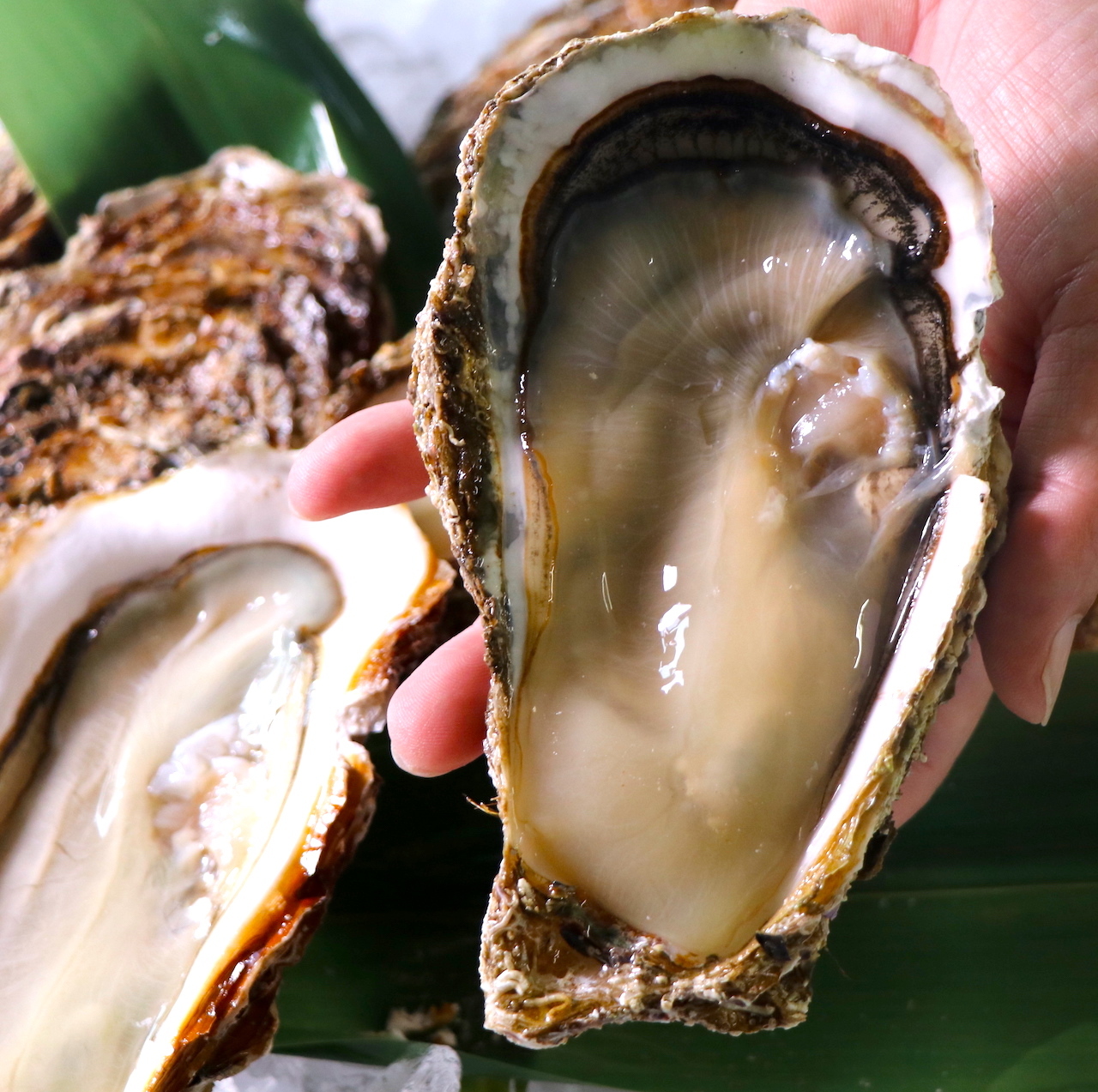 頬ばる海の宝石 どっさり 贅沢な殻付き牡蠣 １６個前後 生の鮮魚屋 三陸 気仙沼 まぐろの目玉