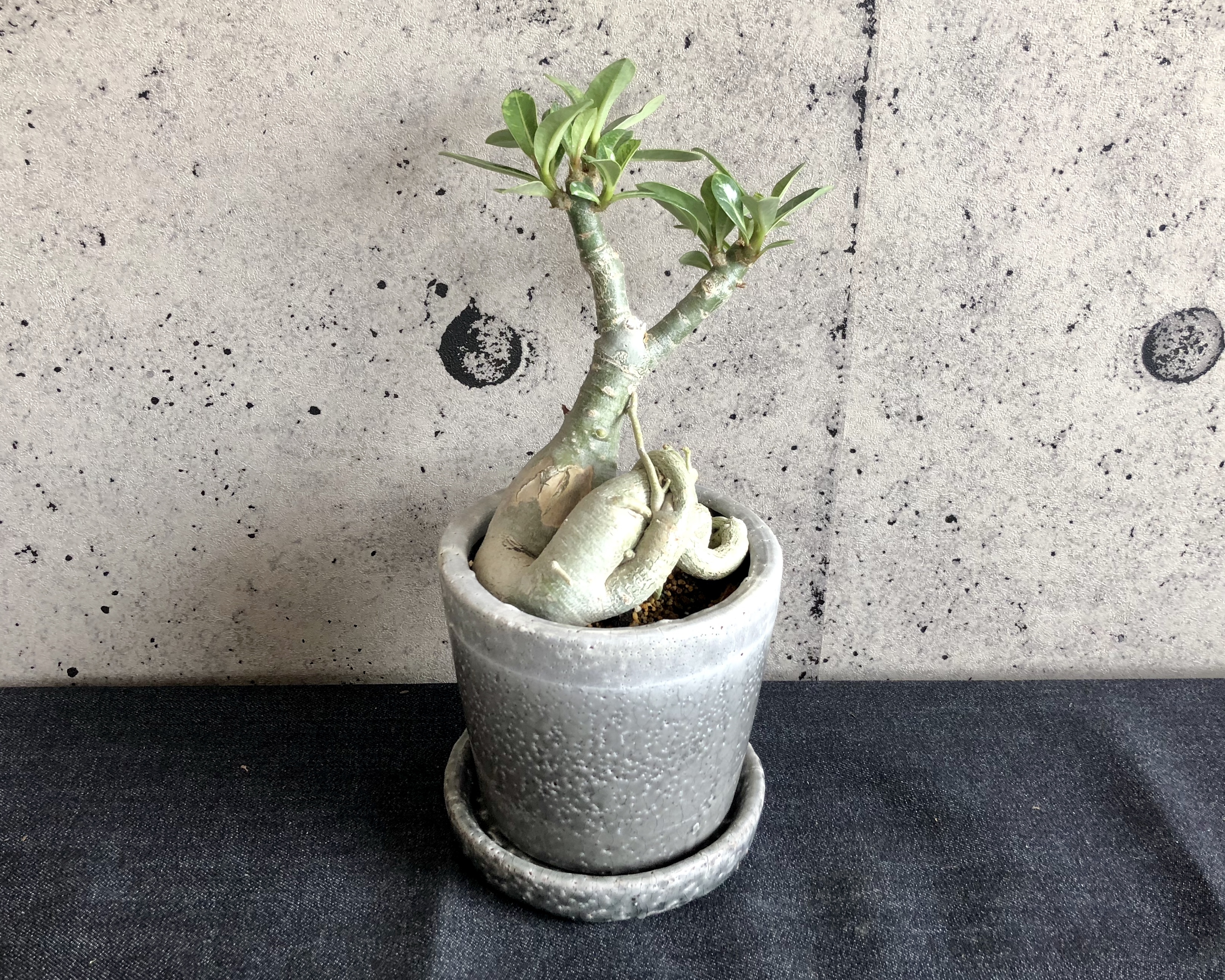 アデニウム 砂漠のバラ 塊根植物 グレー陶器鉢 Planet Plants プラネットプランツ