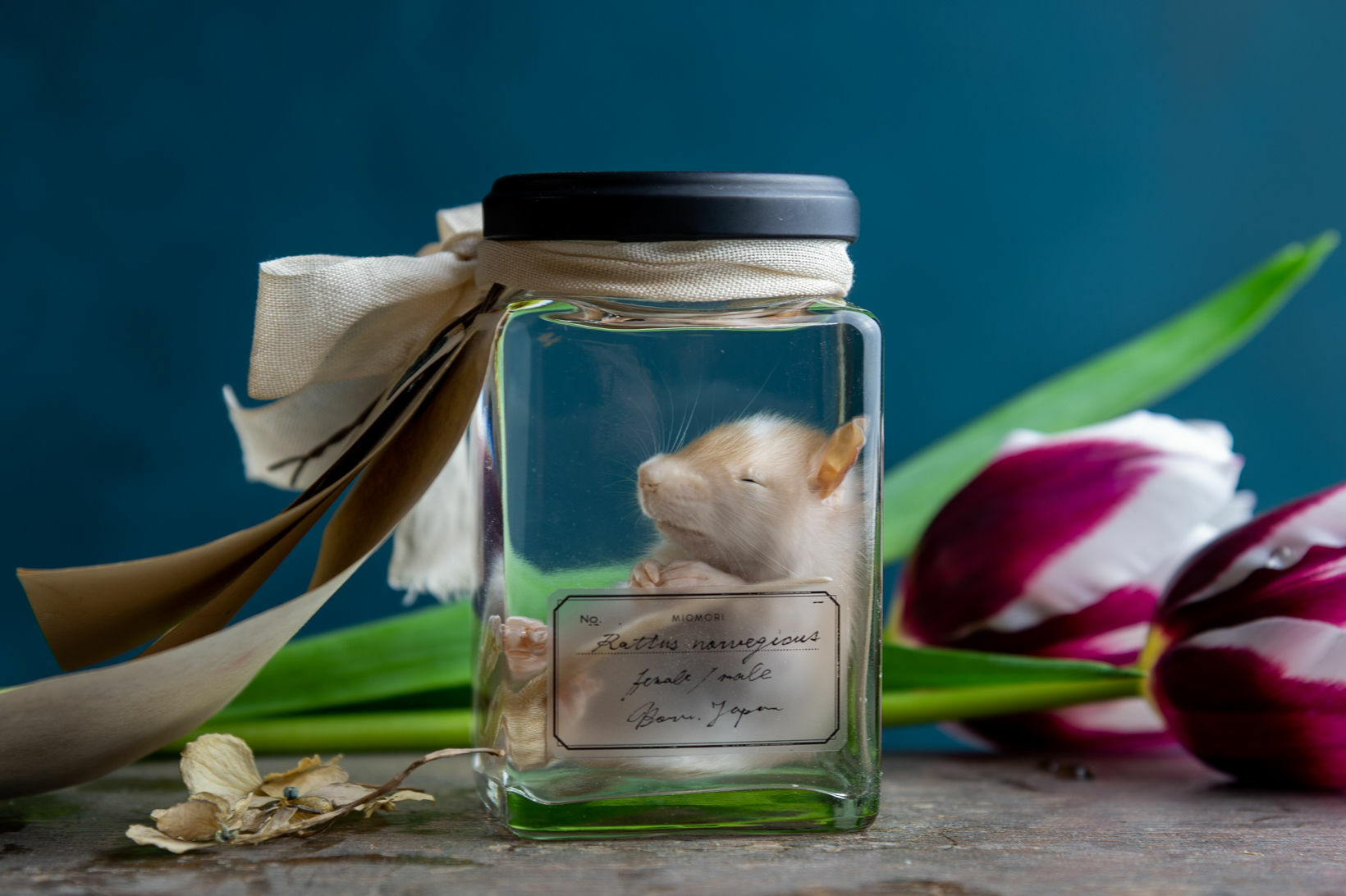 Specimen Falling In A Doze 微睡みの標本 Lauren ローレン Atelier De Miomori アトリエ ドゥ ミオモリ