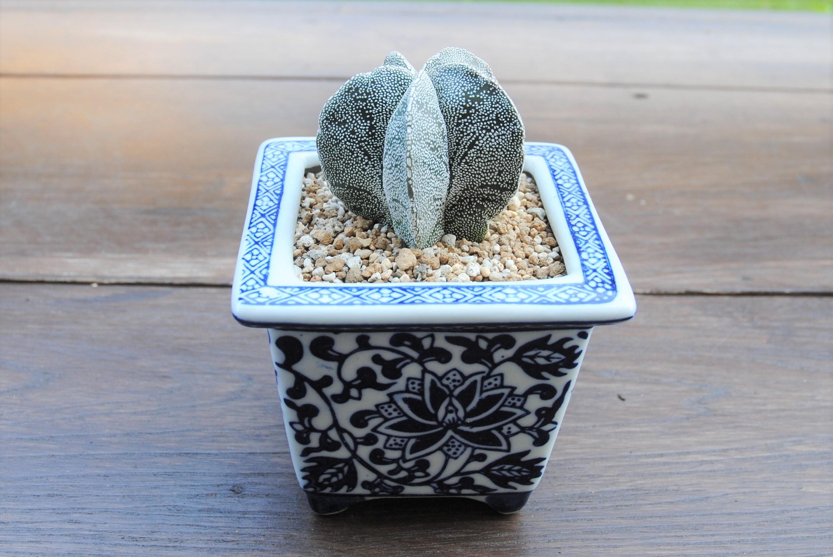 Astrophytum Myriostigma Onzuka 恩塚ランポー玉 サボテン 鉢セット Plants Maru ー 多肉植物 サボテン 園芸グッズのお店 ー