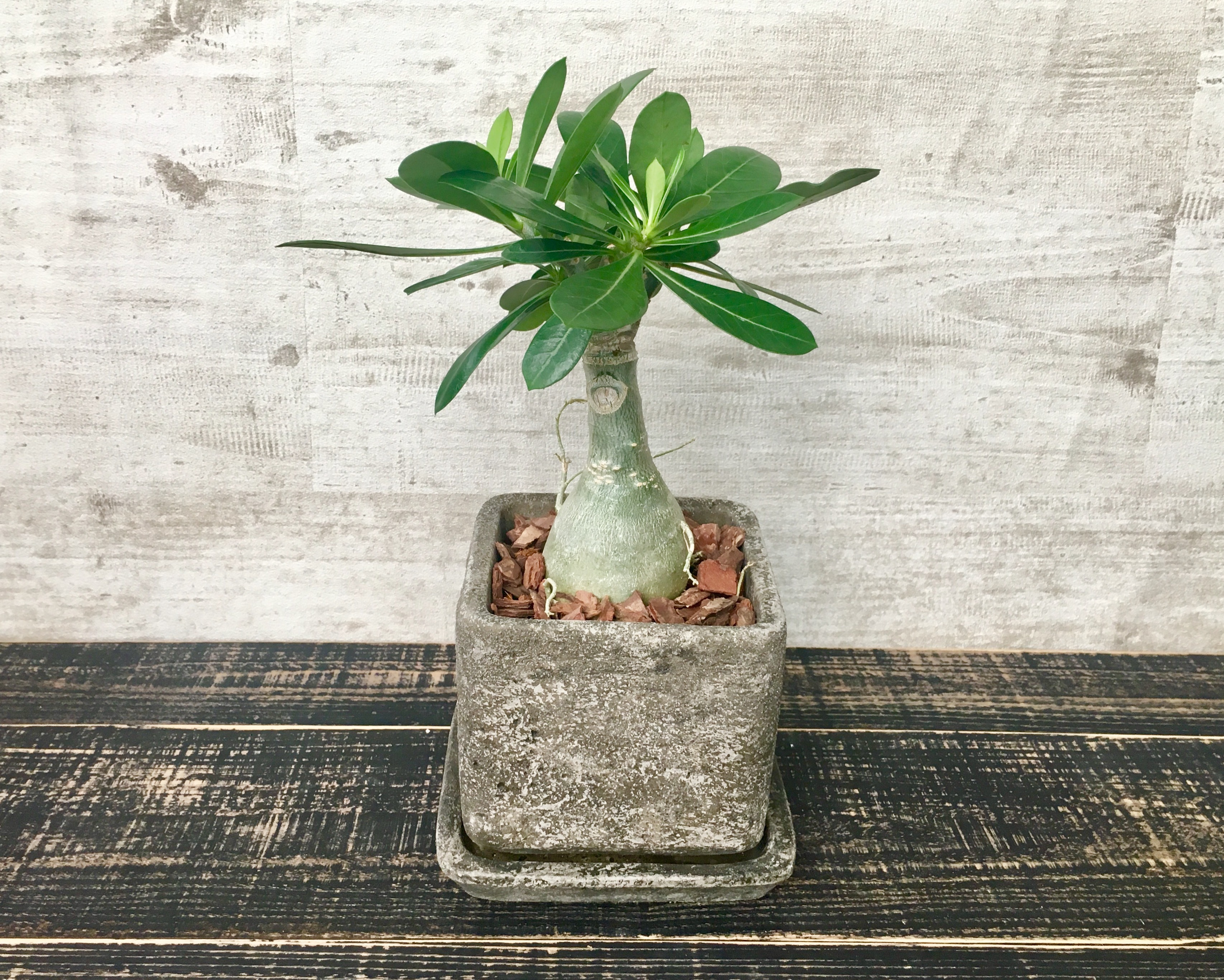 アデニウム 砂漠のバラ 塊根植物 セメントポット Planet Plants プラネットプランツ