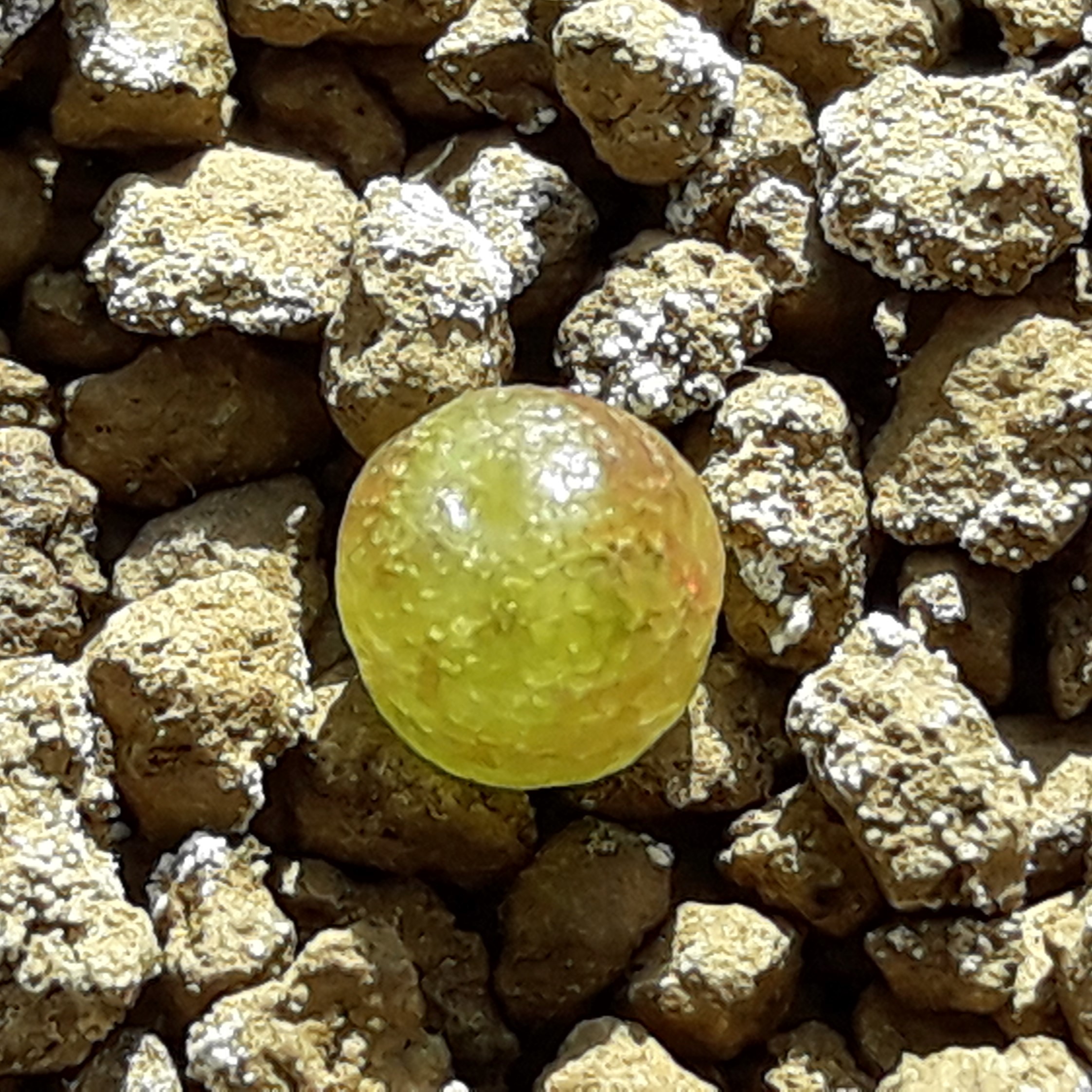 コノフィツムブルゲリ種子10粒 リトープスぷりん