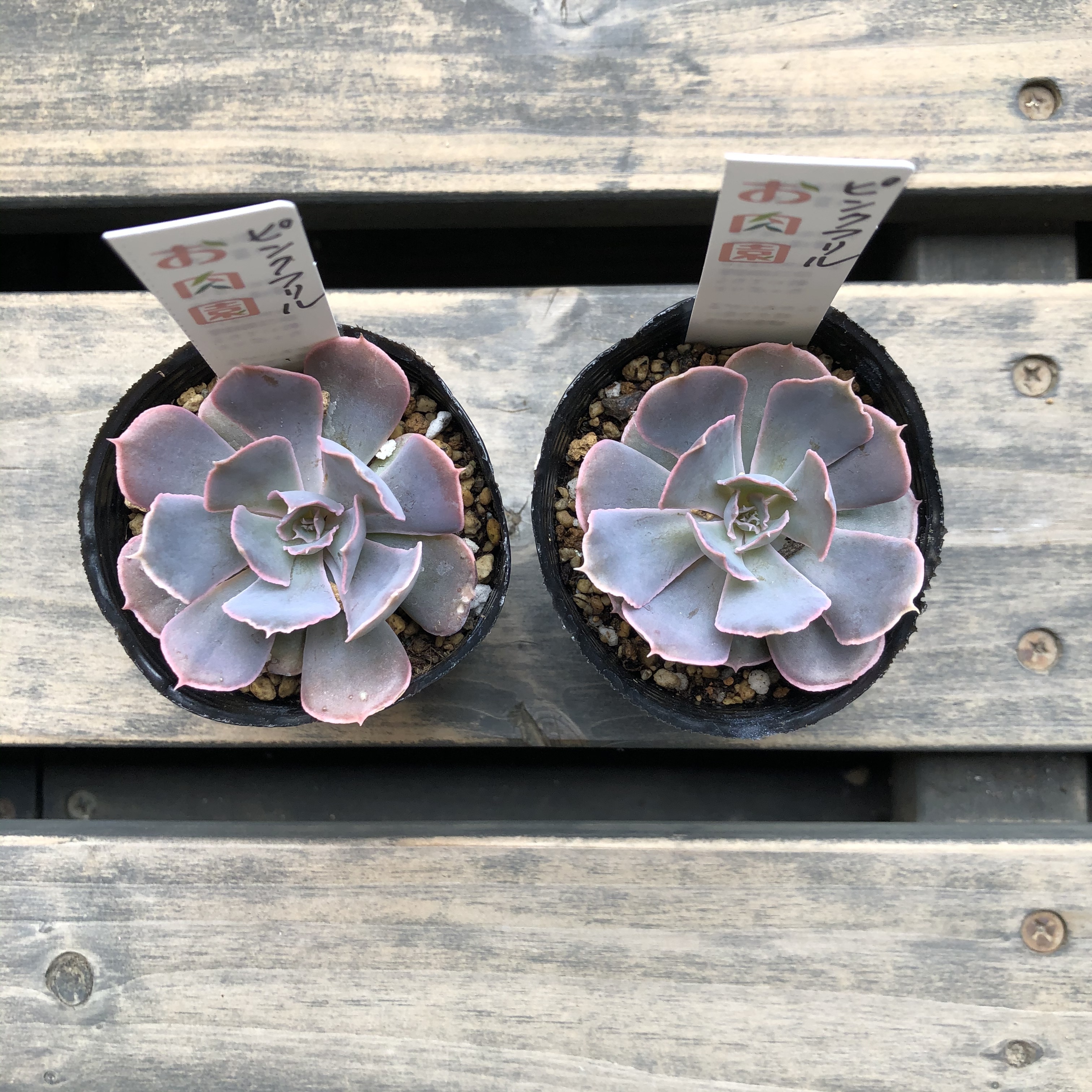 ピンクフリル お肉園 エケベリア 多肉植物 Melty Works 多肉植物 と Dulton プランター のお店